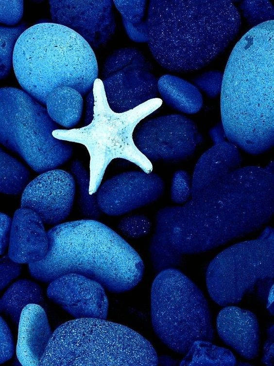 Dark Blue Aesthetic Tumblr Starfish Background