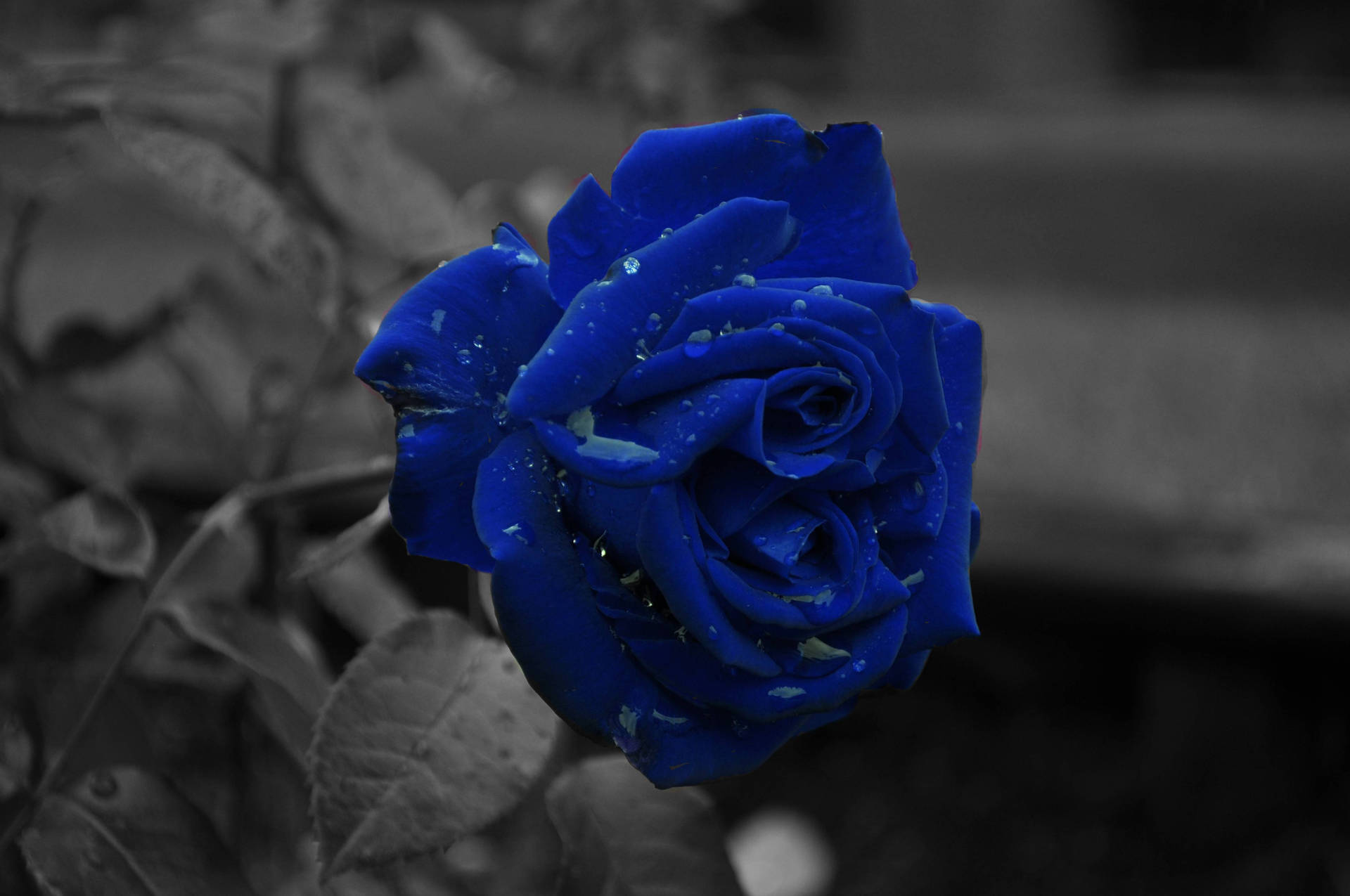Dark Blue Aesthetic Wet Flower Background