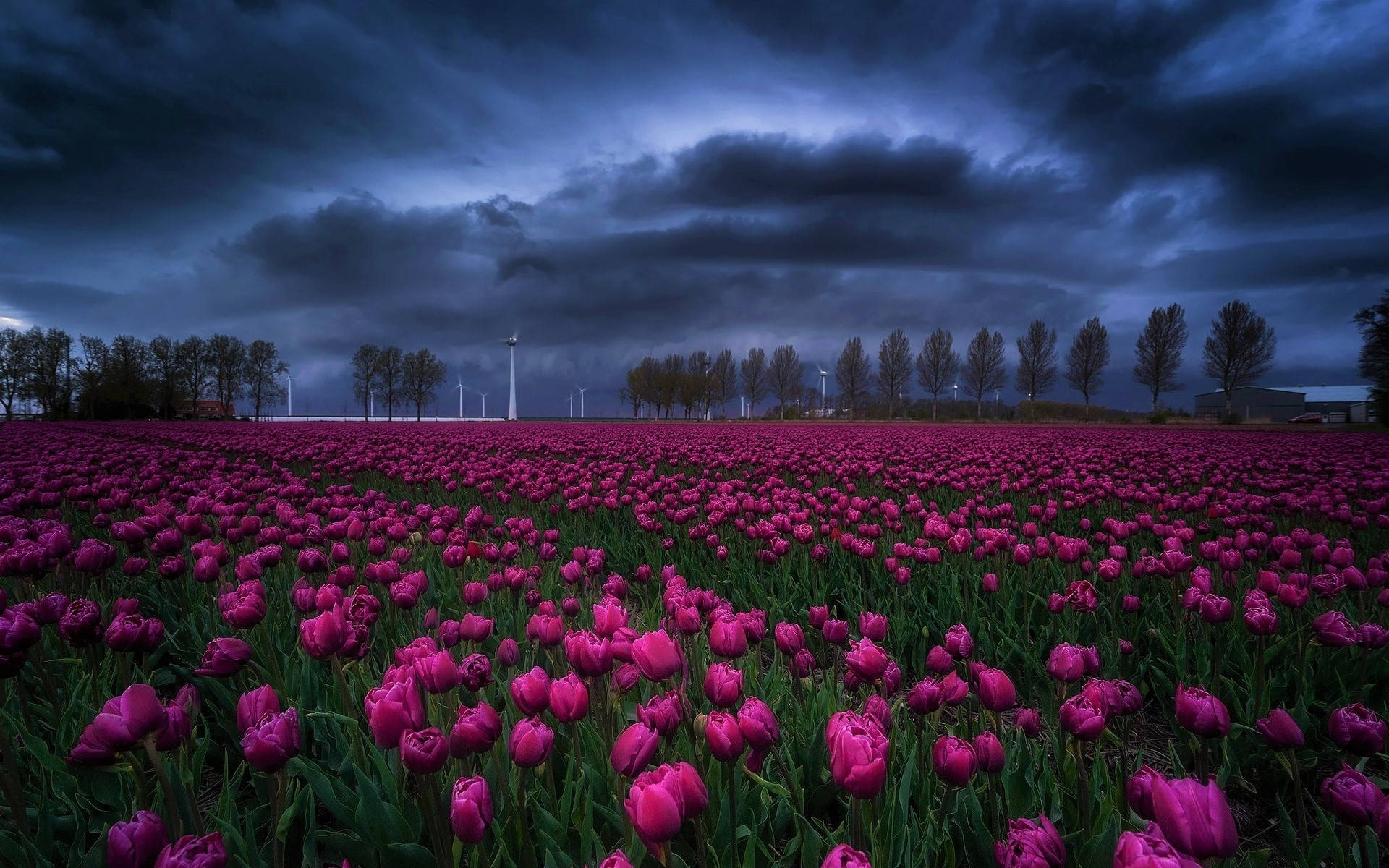 Dark Blue Clouds Over Tulips Background