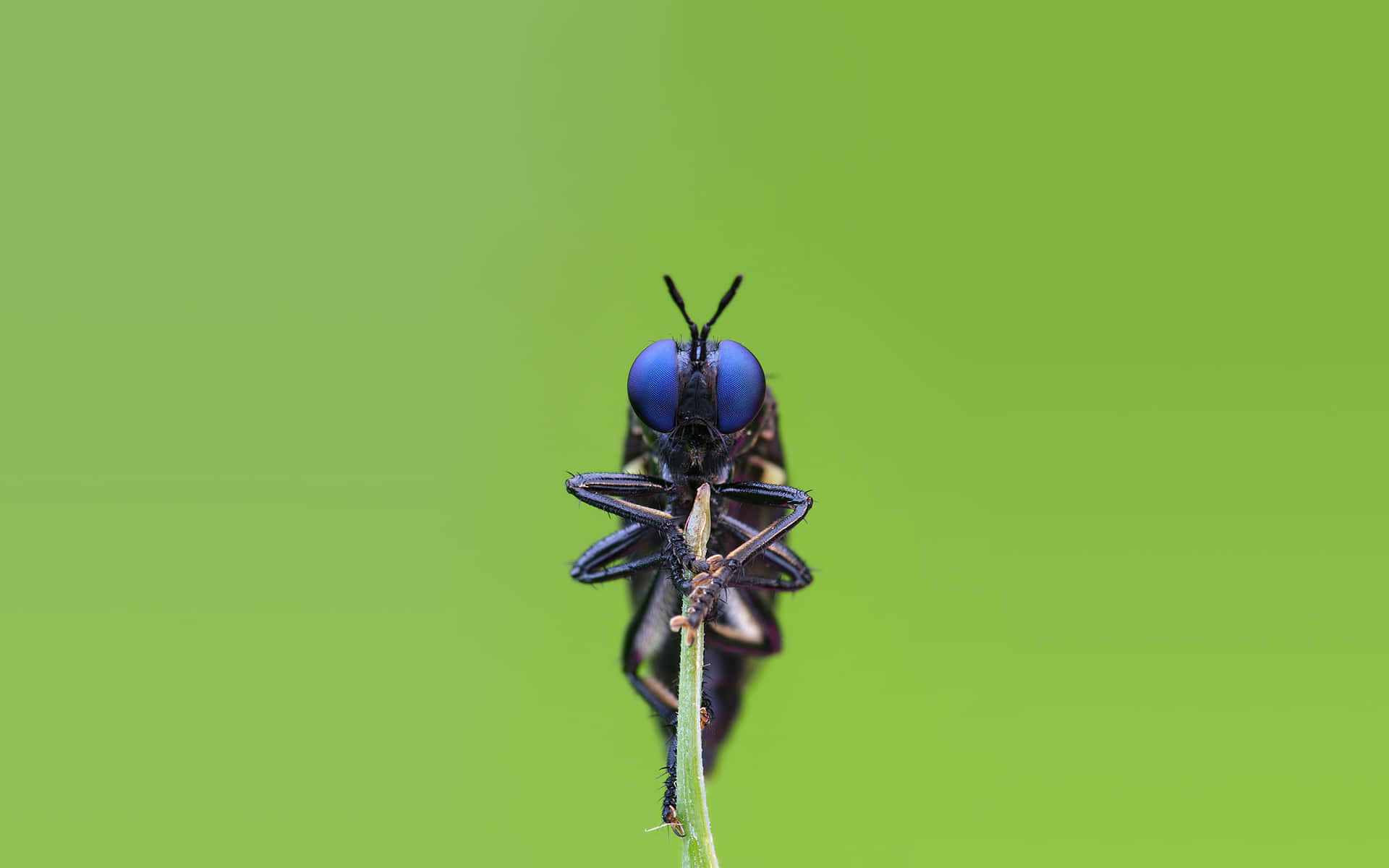 Dark Blue-eyed Insects Background