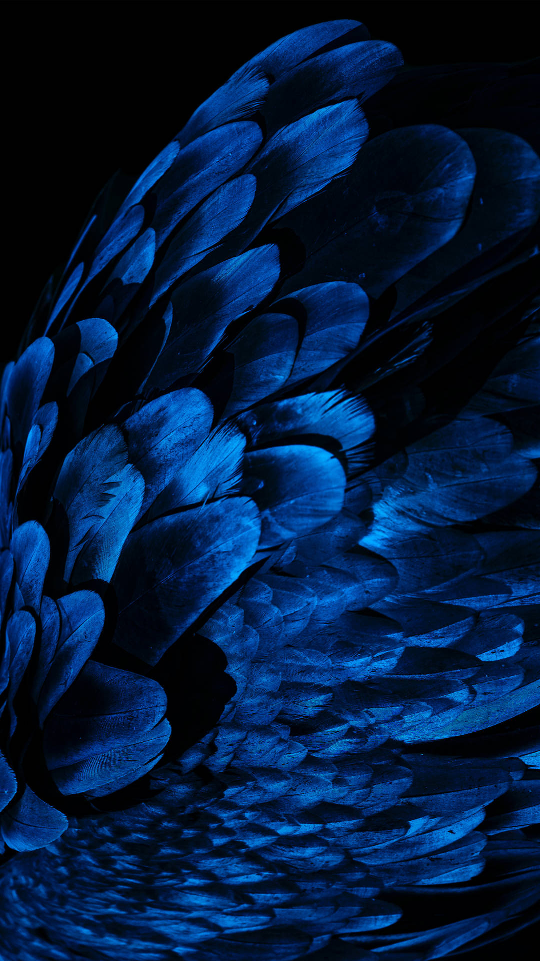 Dark Blue Feathers Background
