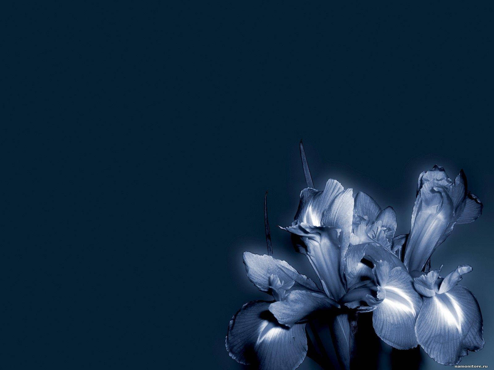 Dark Blue Floral Petals Background