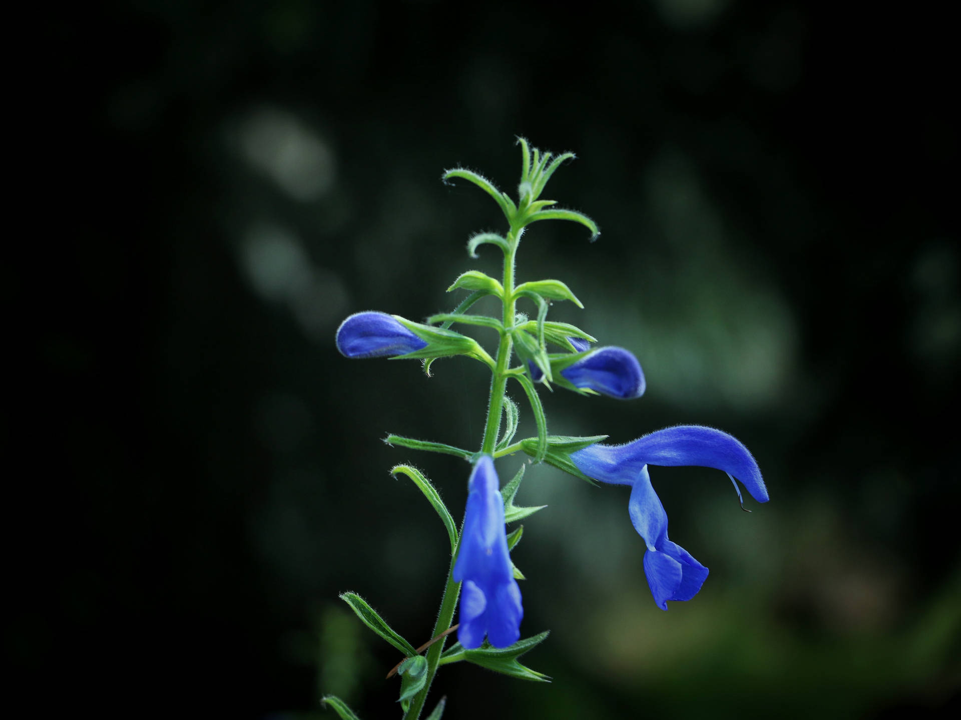 Dark Blue Flower Buds Background