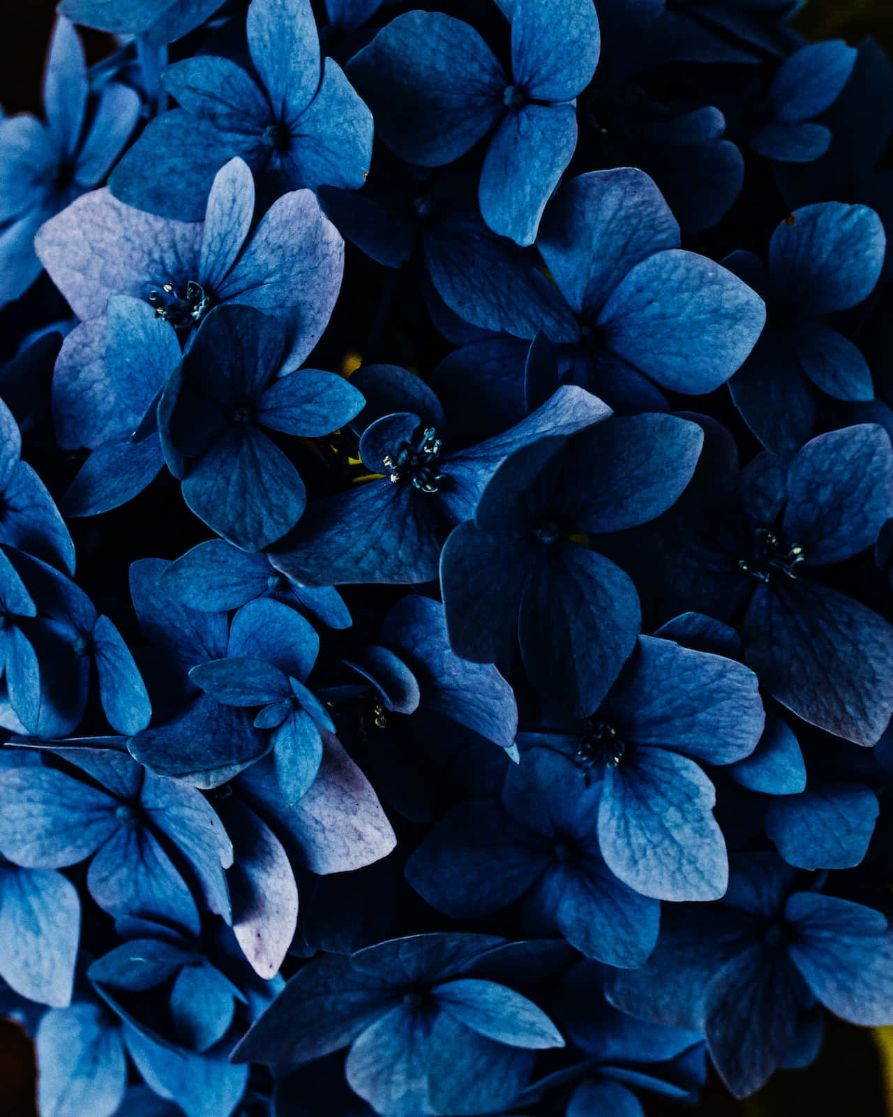 Dark Blue Flowers Phone Background