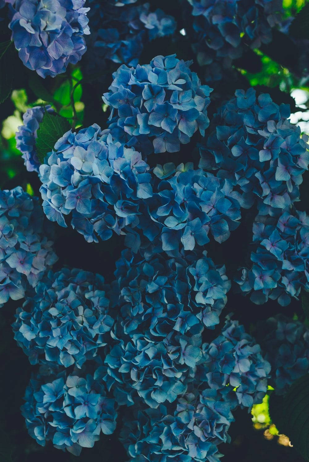 Dark Blue Hydrangea Flowers Background