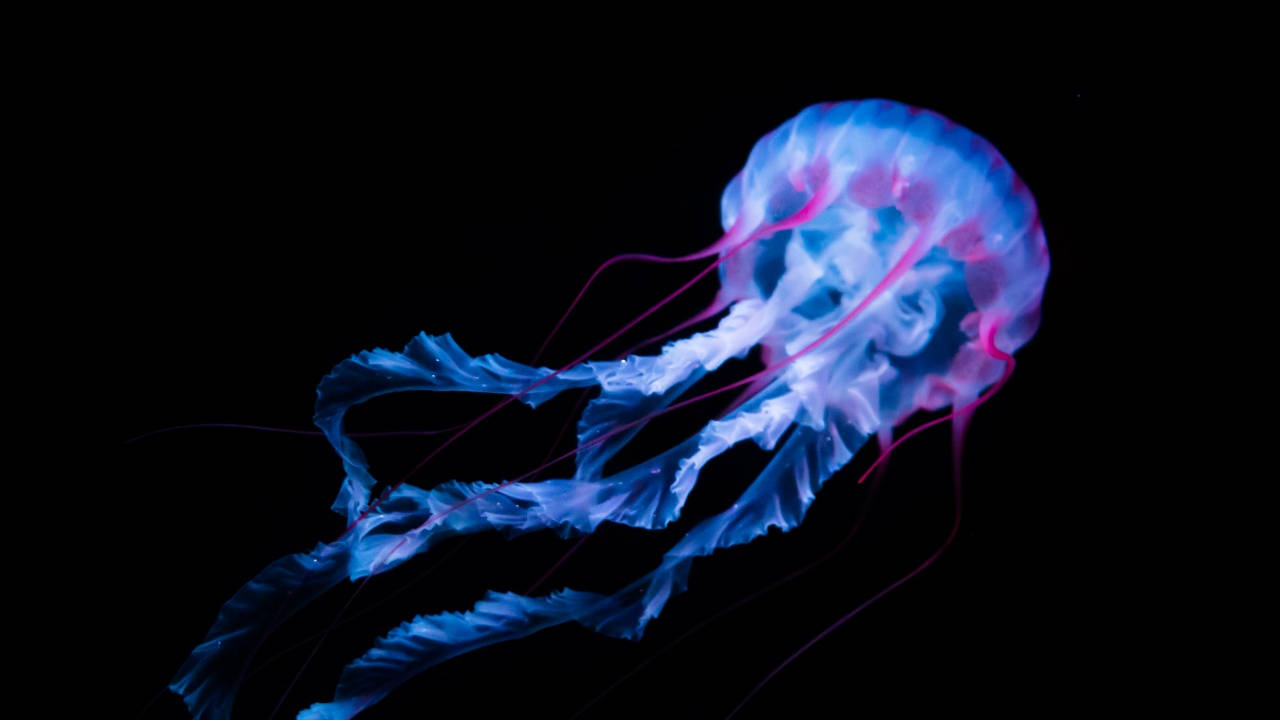 Dark Blue Jellyfish Pc Background