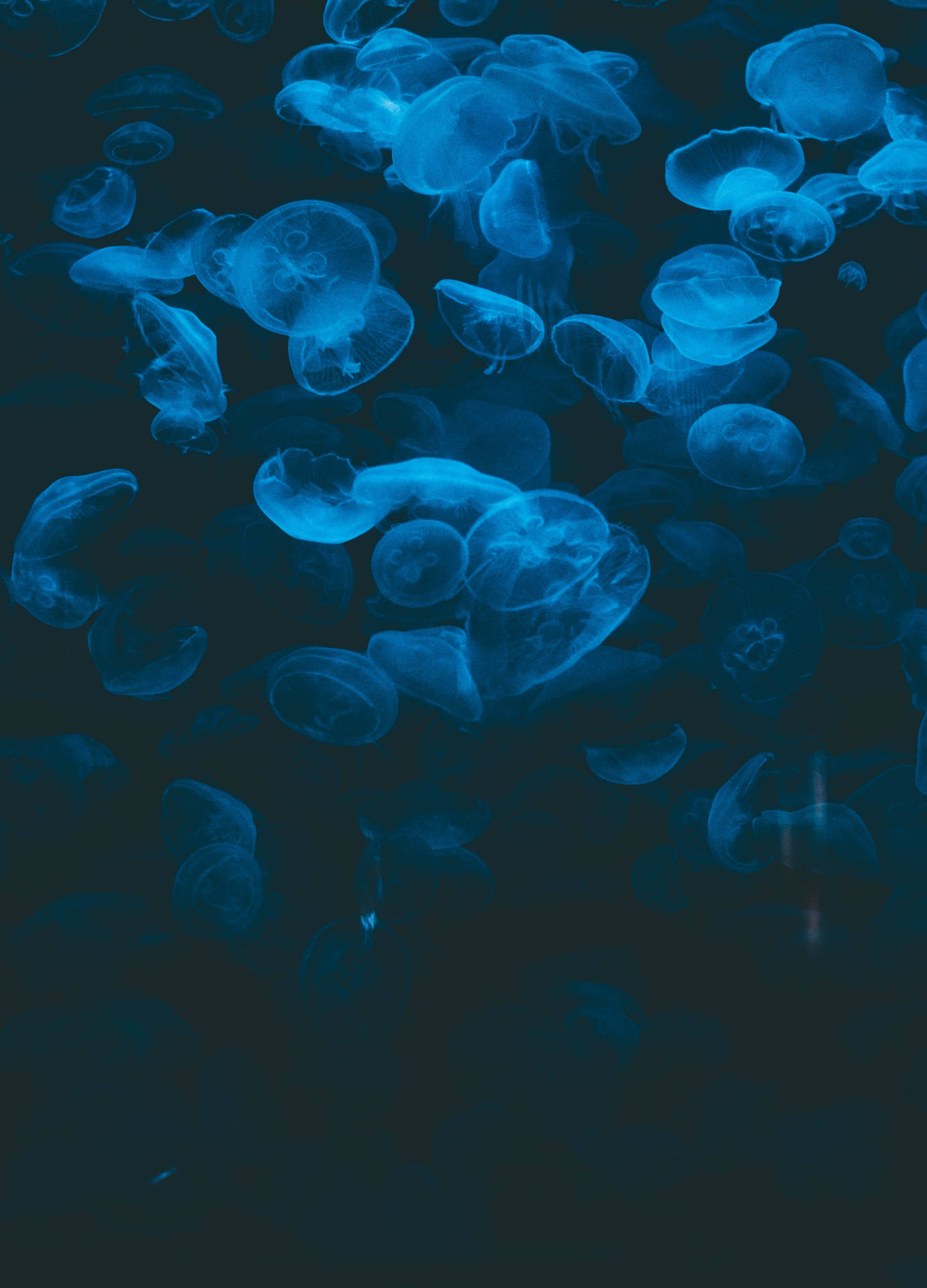Dark Blue Jellyfish Underwater Background