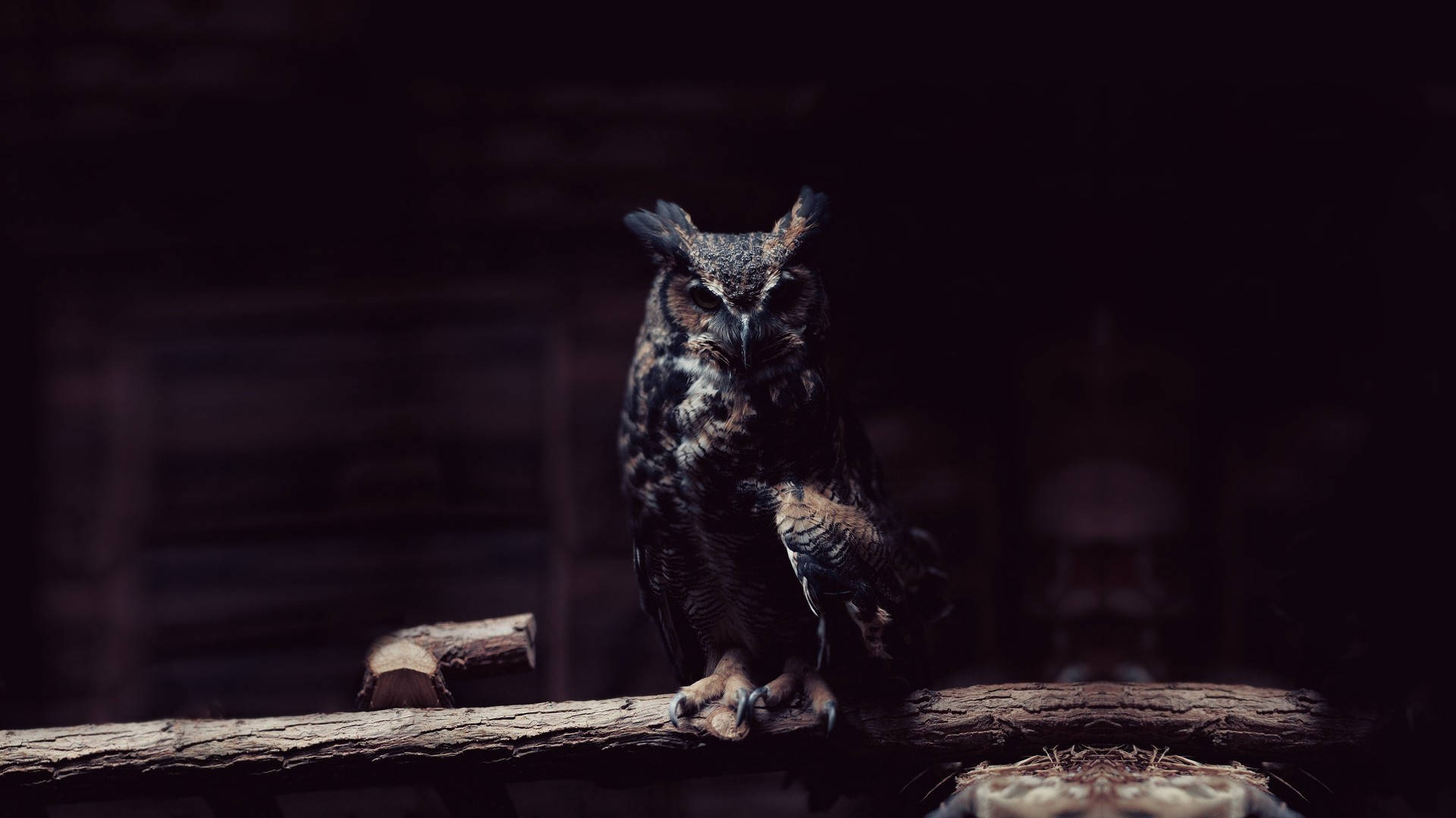 Dark Blue Owl Background