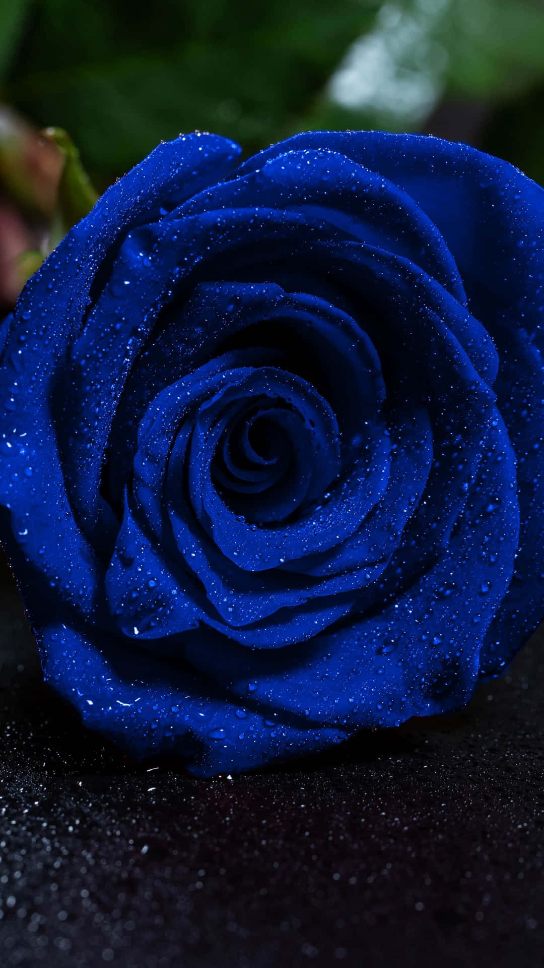 Dark Blue Rose Abstract 1350 X 2400 Background
