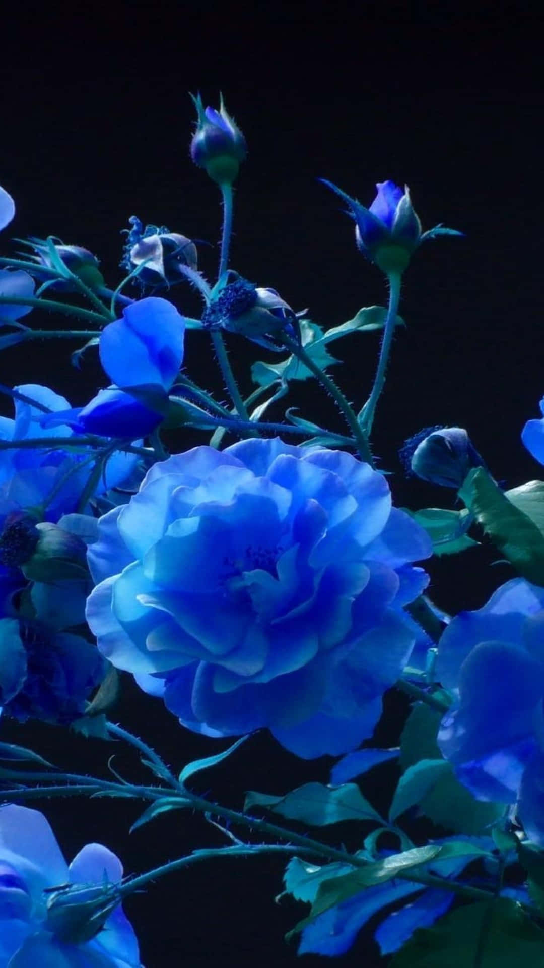 Dark Blue Rose Abstract 1440 X 2560 Background