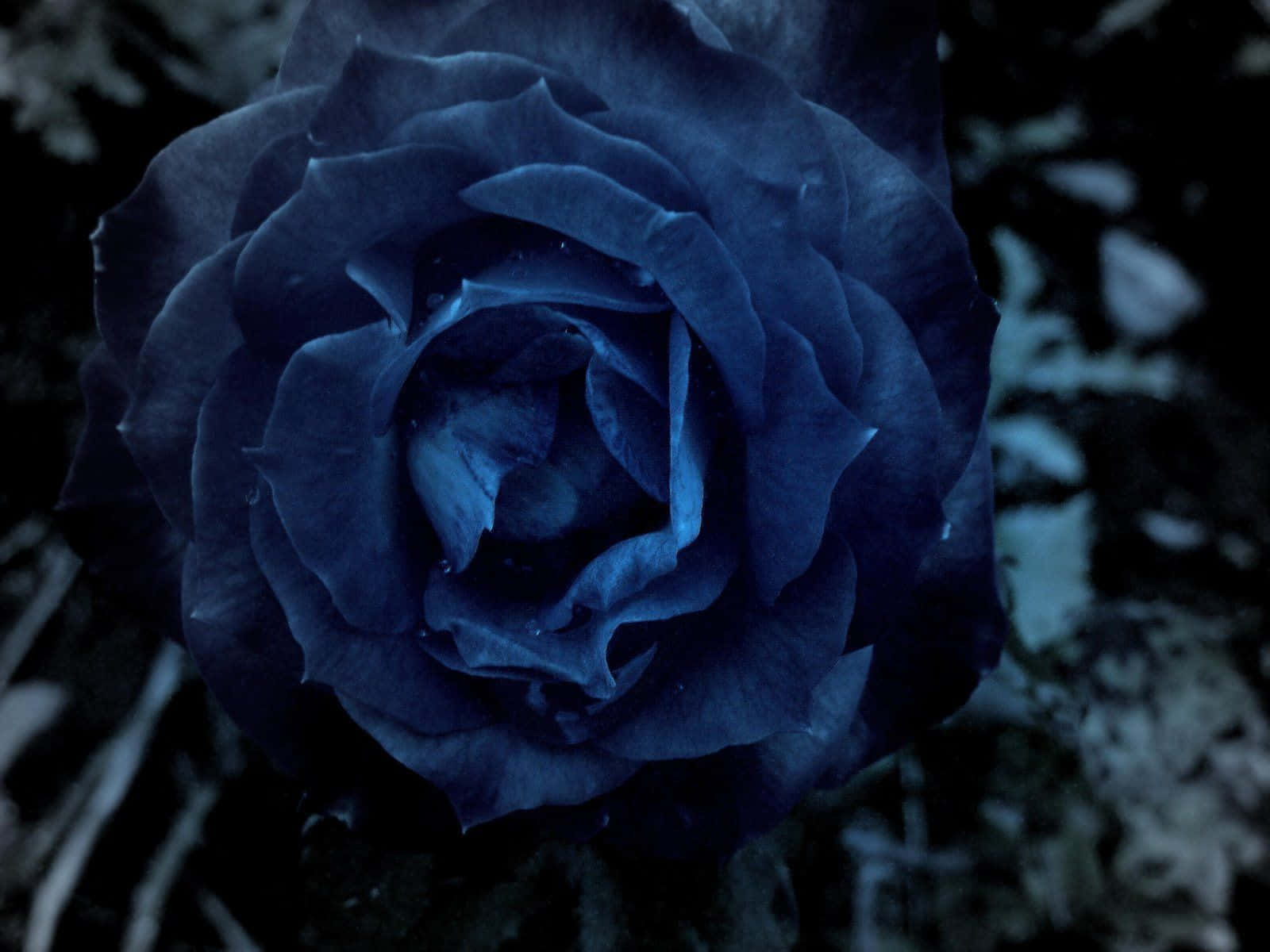 Dark Blue Rose Abstract 1600 X 1200 Background