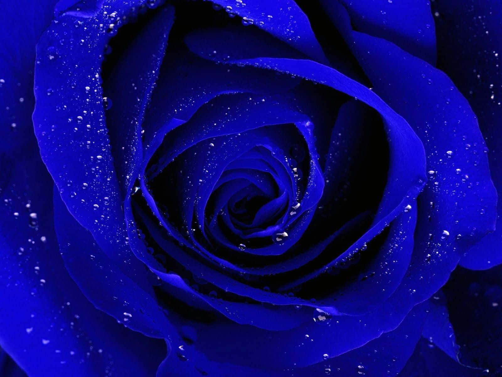 Dark Blue Rose Abstract 1600 X 1200 Background