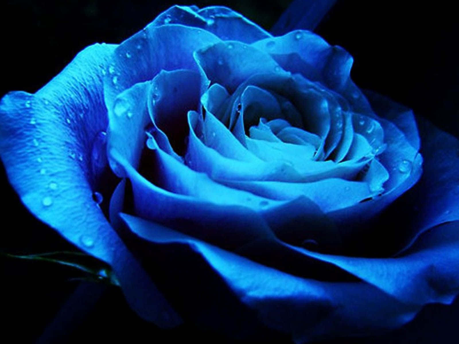 Dark Blue Rose Abstract 1600 X 1200 Background