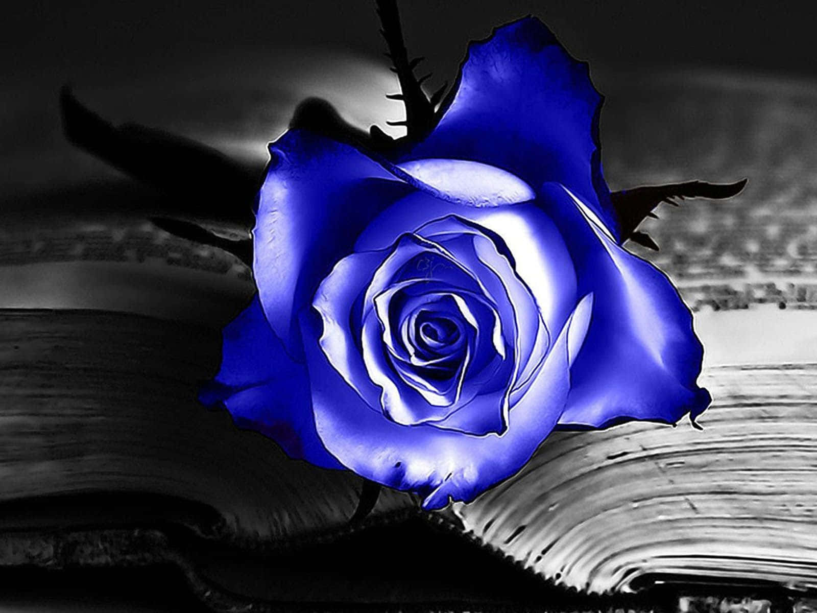 Dark Blue Rose Abstract 1600 X 1200 Background