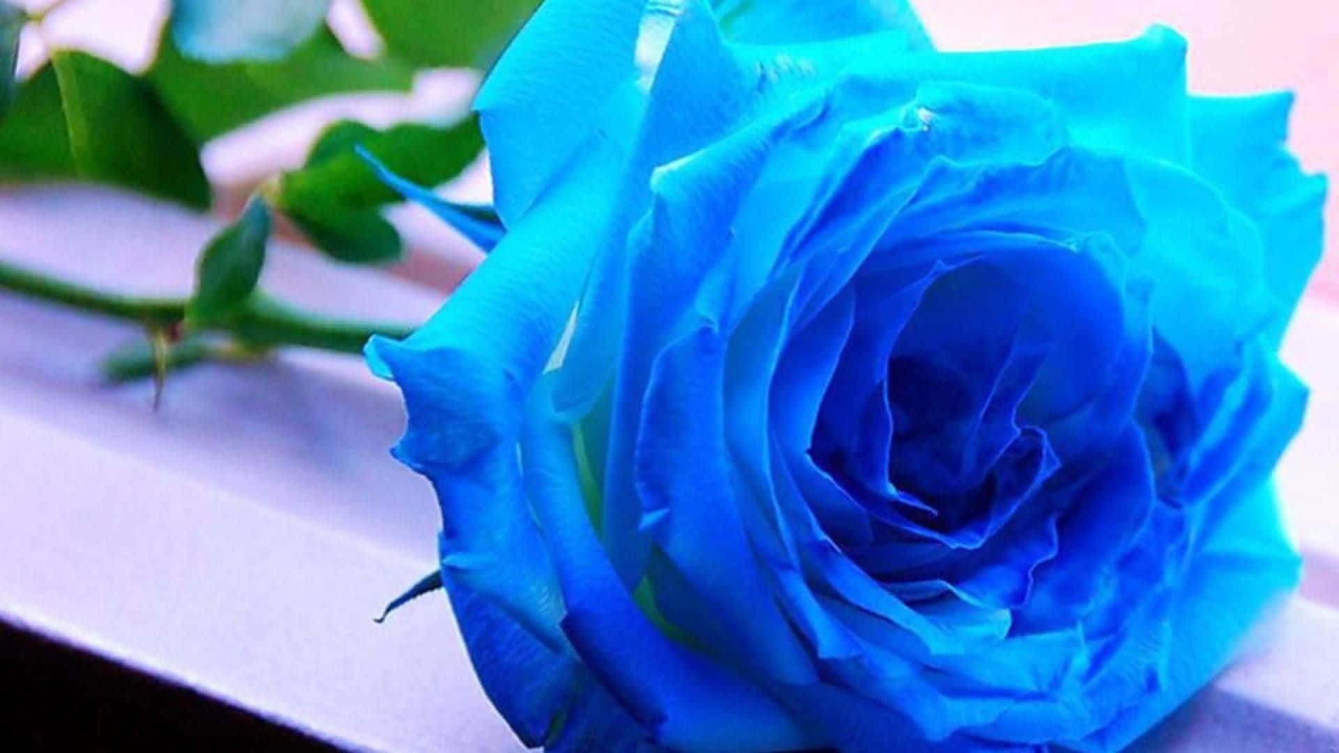 Dark Blue Rose Abstract 1920 X 1080 Background