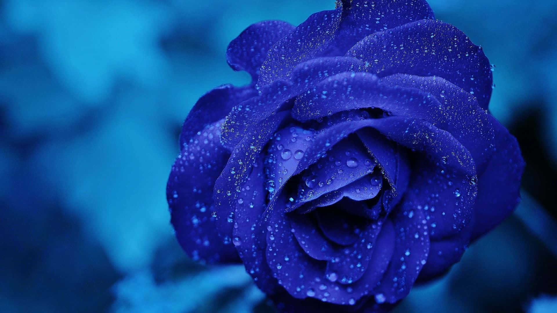 Dark Blue Rose Abstract 1920 X 1080 Background