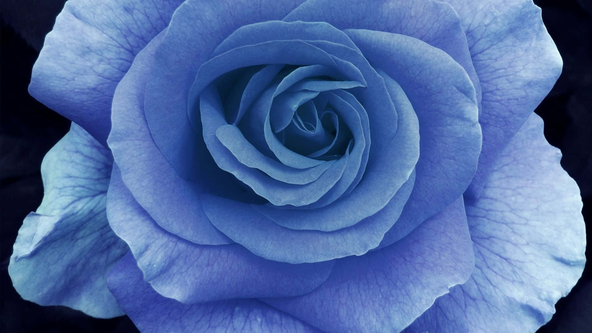 Dark Blue Rose Abstract 1920 X 1080 Background