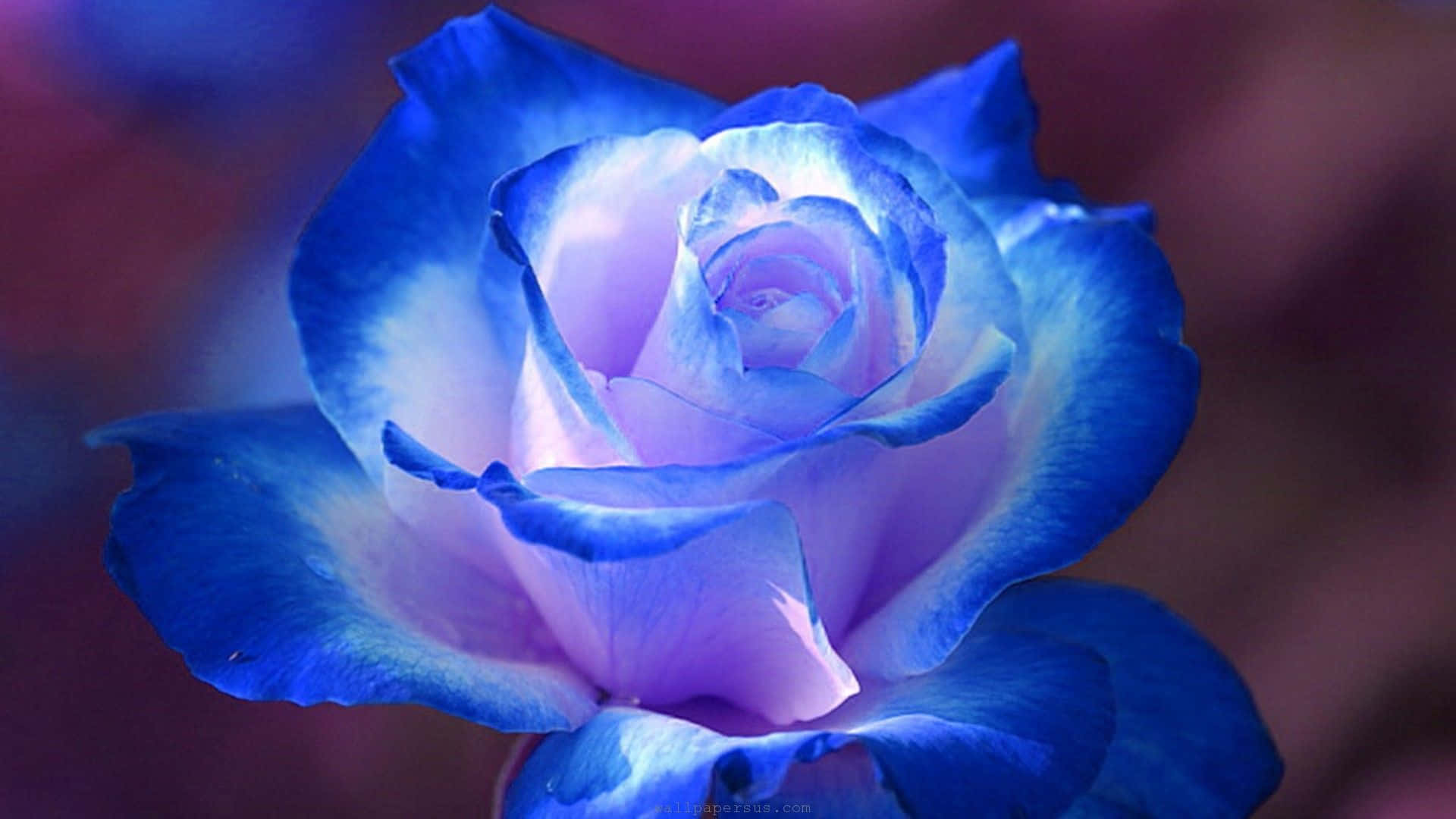Dark Blue Rose Abstract 1920 X 1080 Background