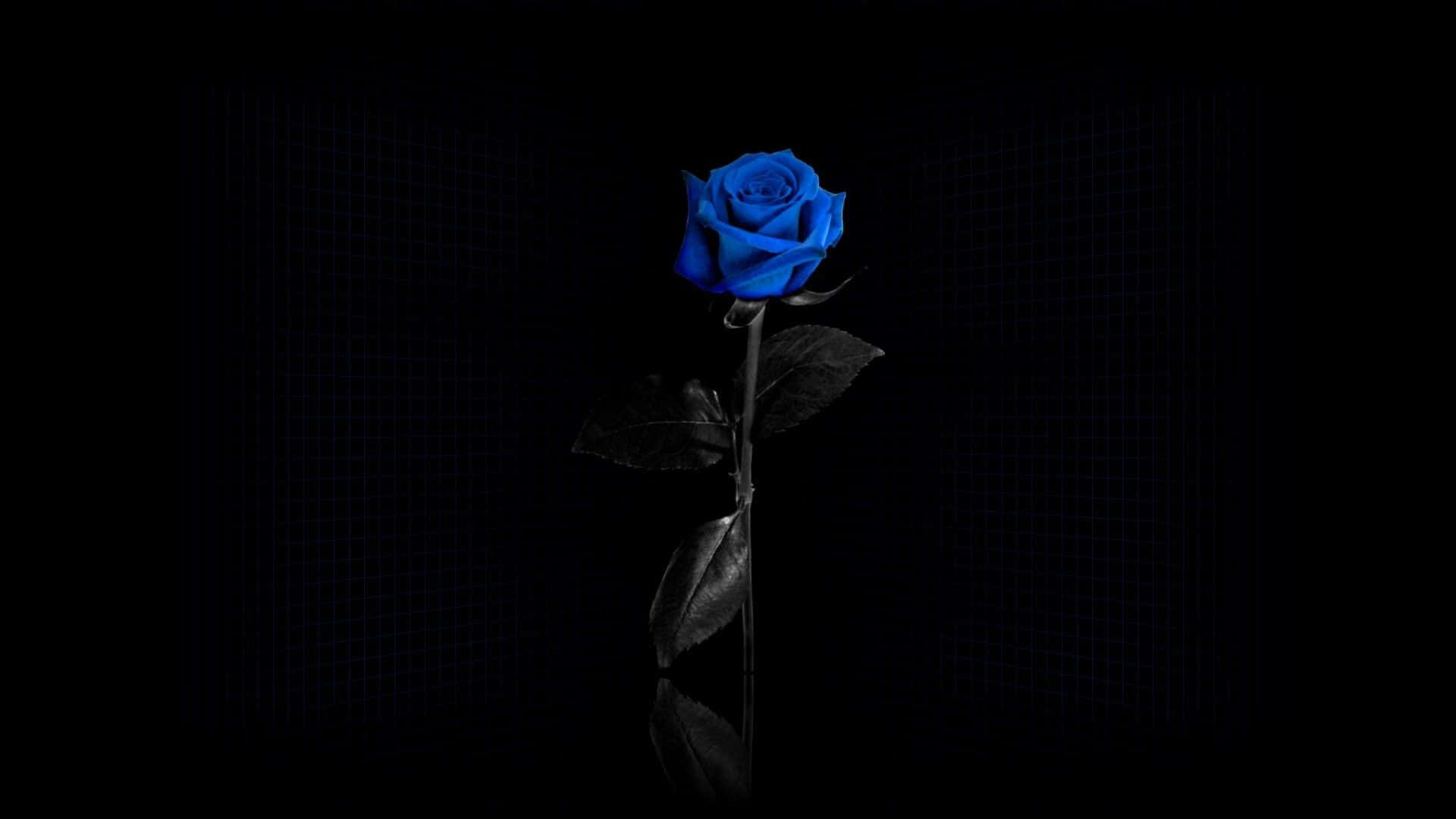 Dark Blue Rose Abstract 1920 X 1080 Background