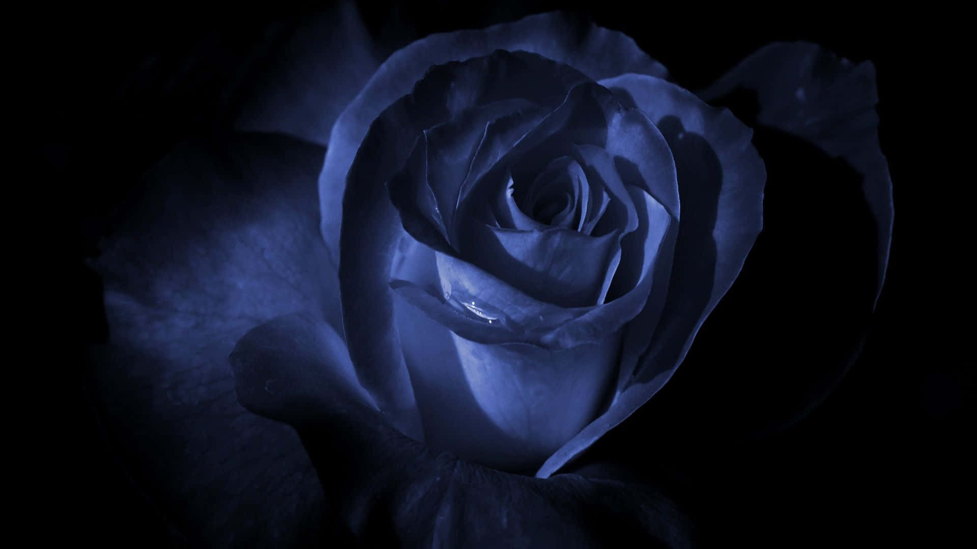 Dark Blue Rose Abstract 1920 X 1080 Background