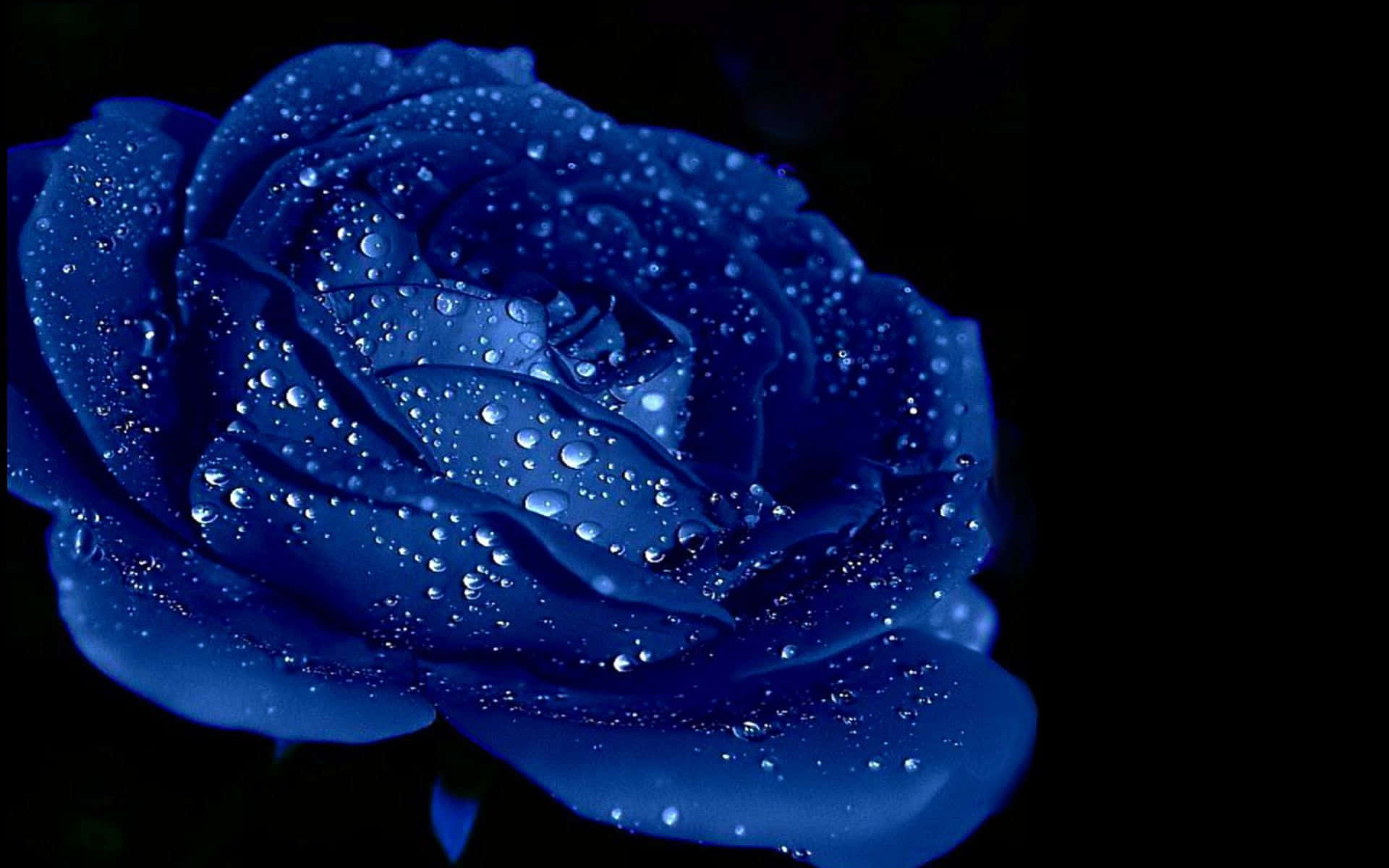 Dark Blue Rose Abstract 1920 X 1200 Background