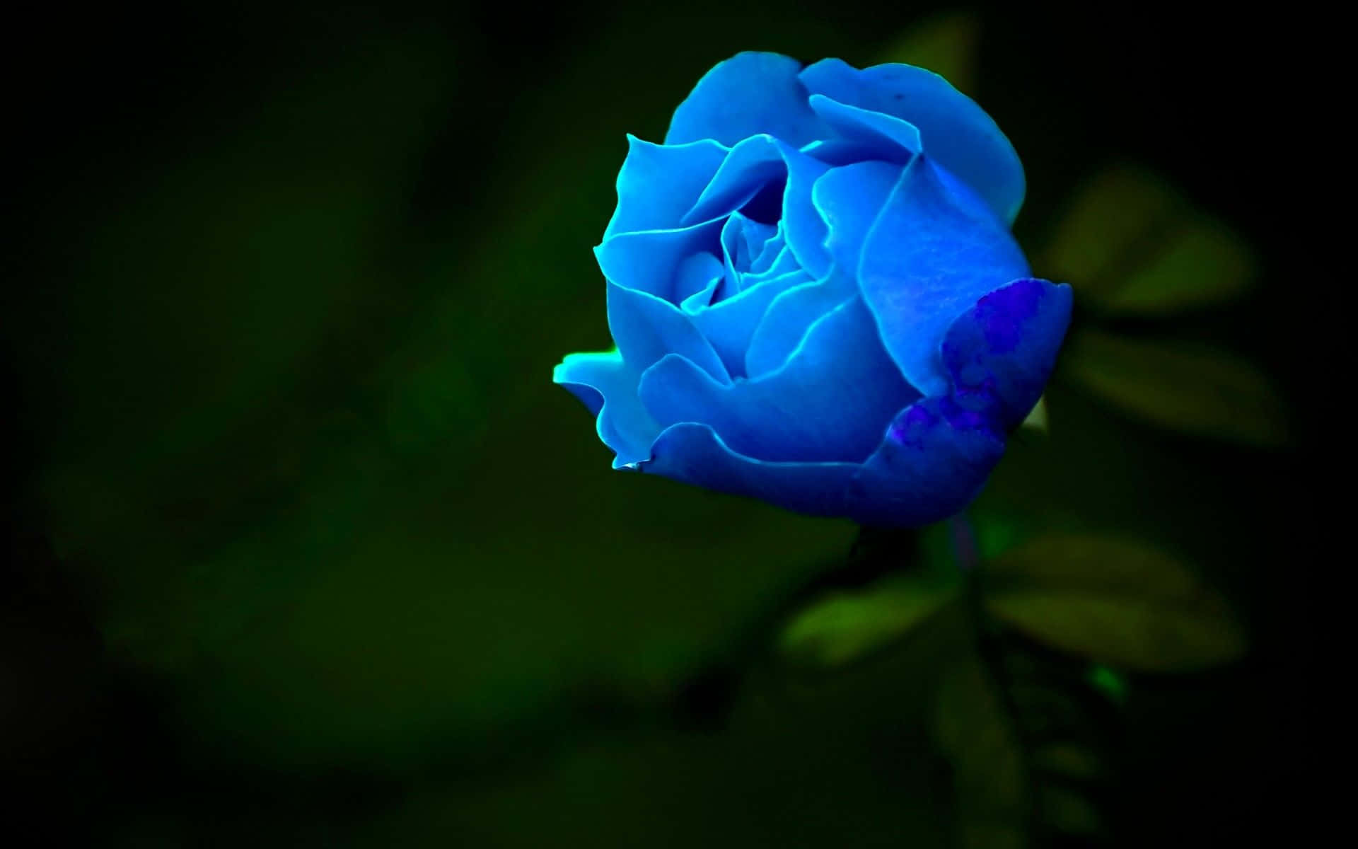 Dark Blue Rose Abstract 1920 X 1200 Background