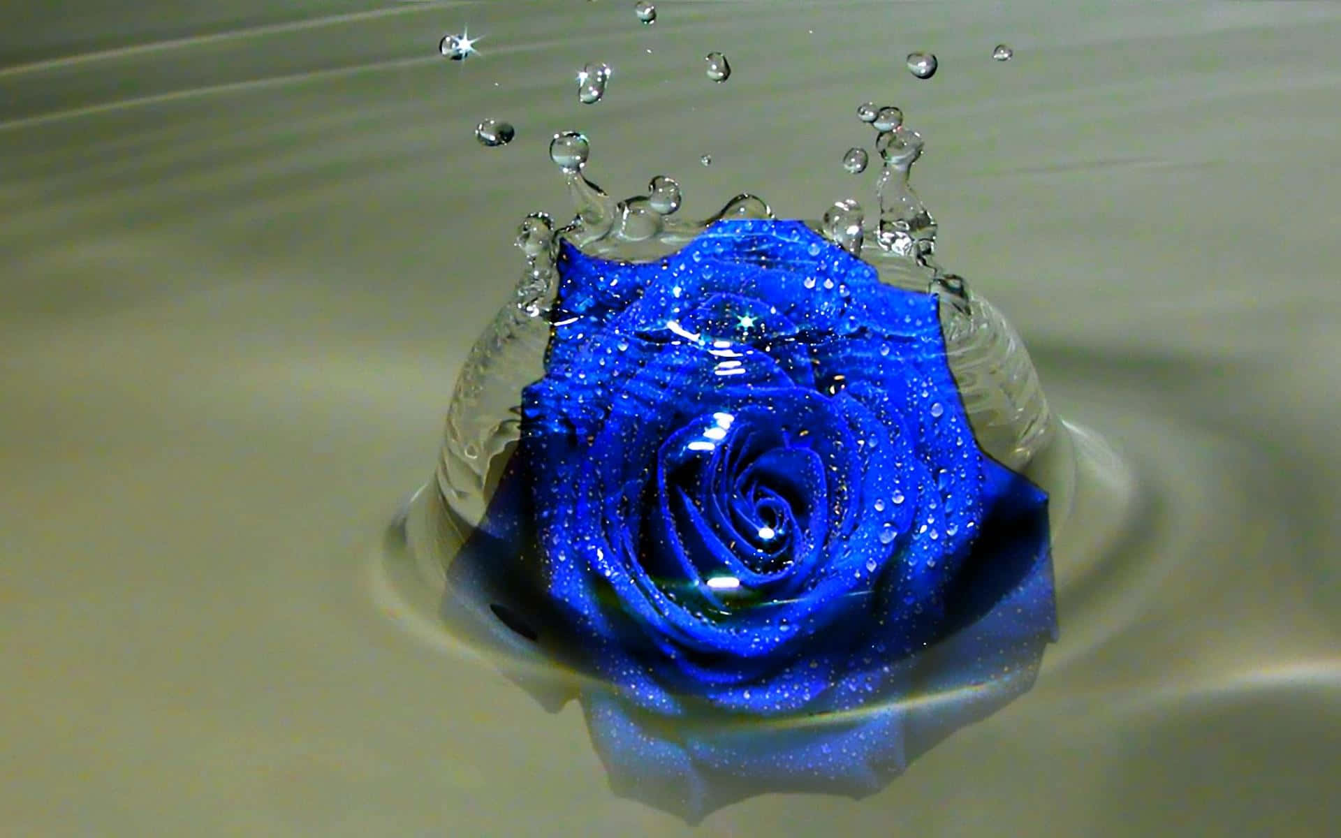 Dark Blue Rose Abstract 1920 X 1200 Background