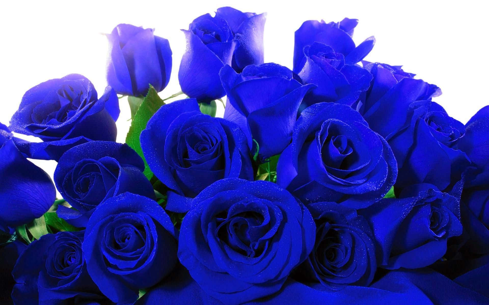 Dark Blue Rose Abstract 1920 X 1200 Background