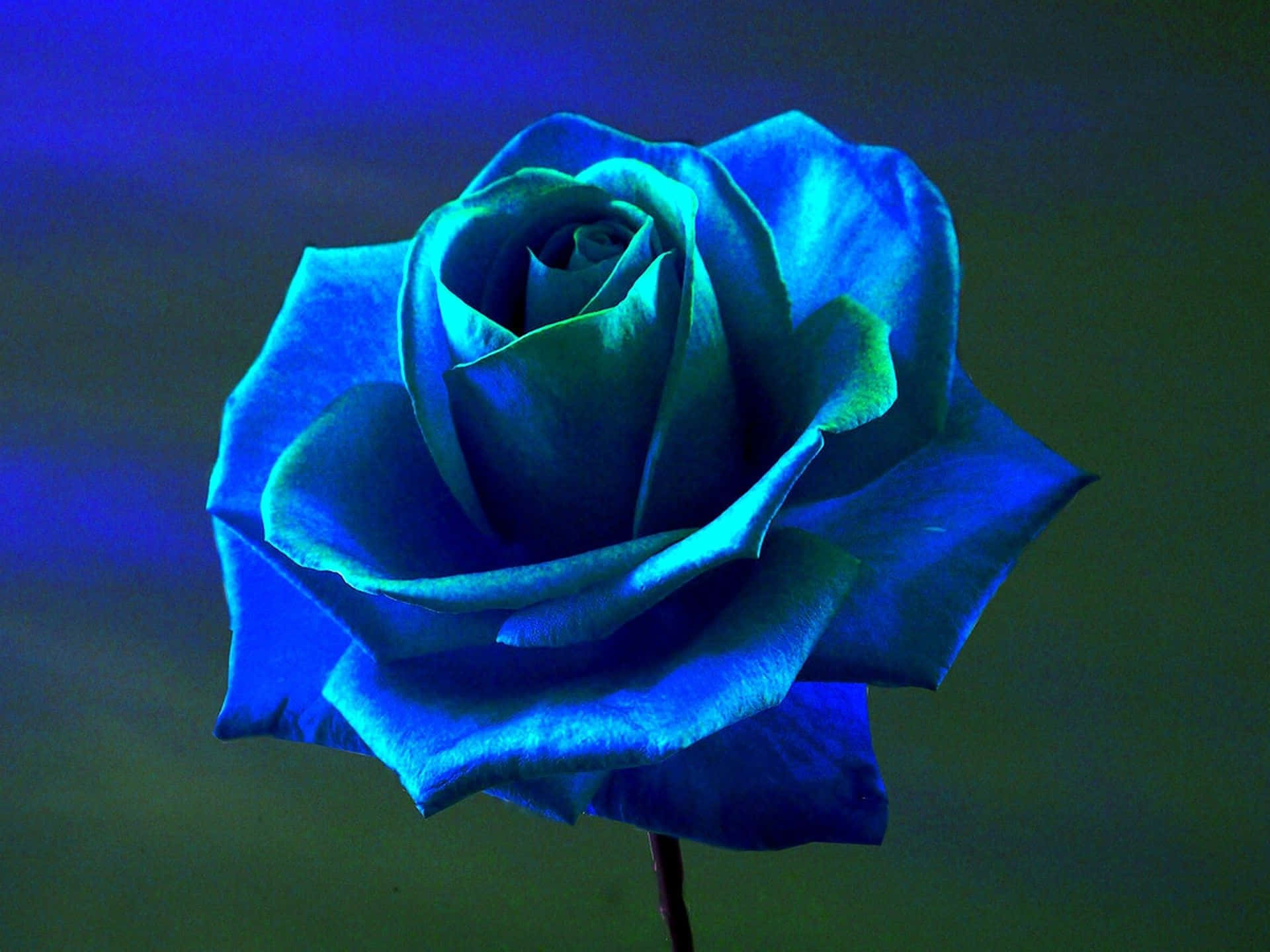 Dark Blue Rose Abstract 1920 X 1440 Background