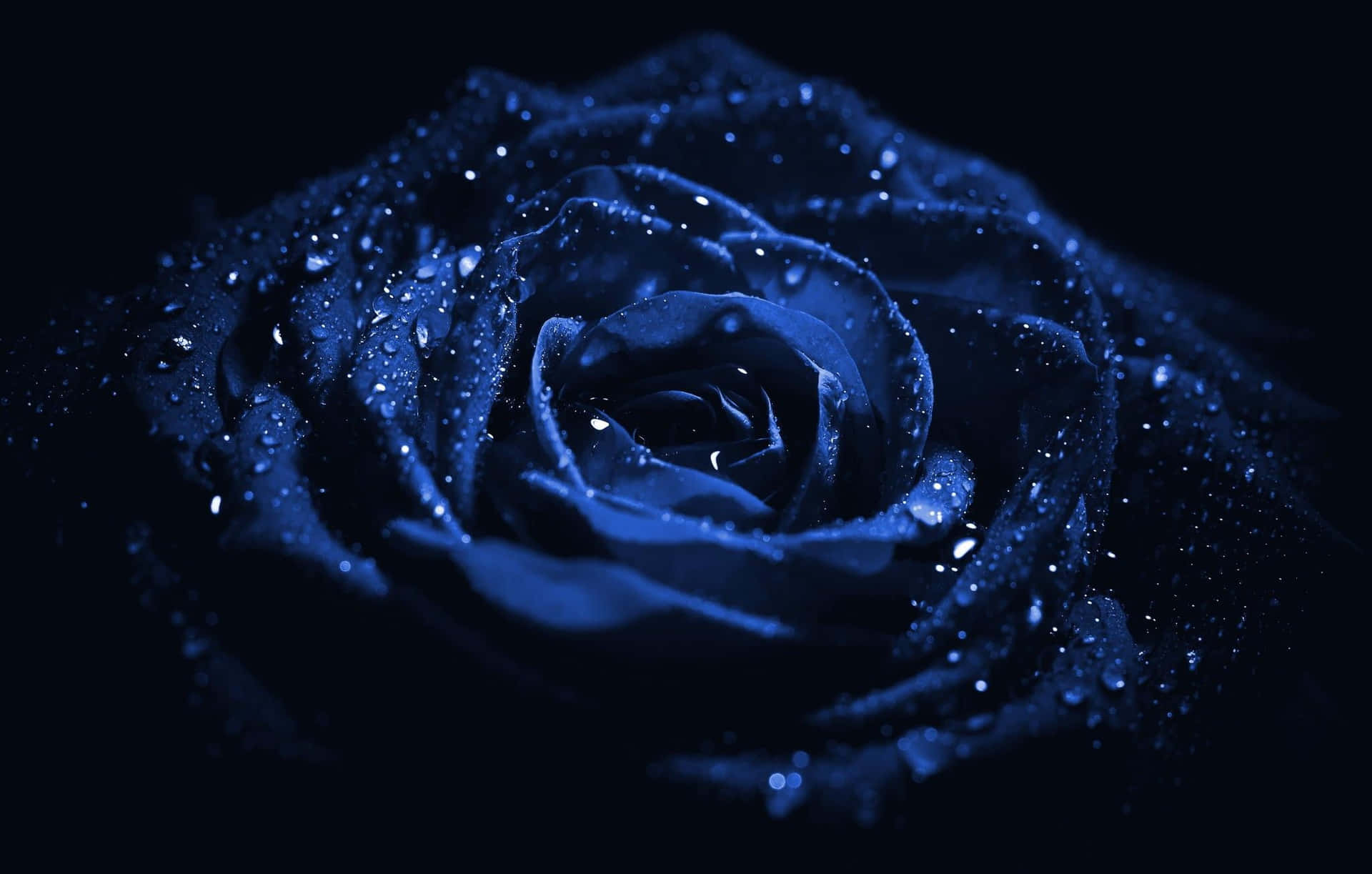 Dark Blue Rose Abstract 2048 X 1305 Background