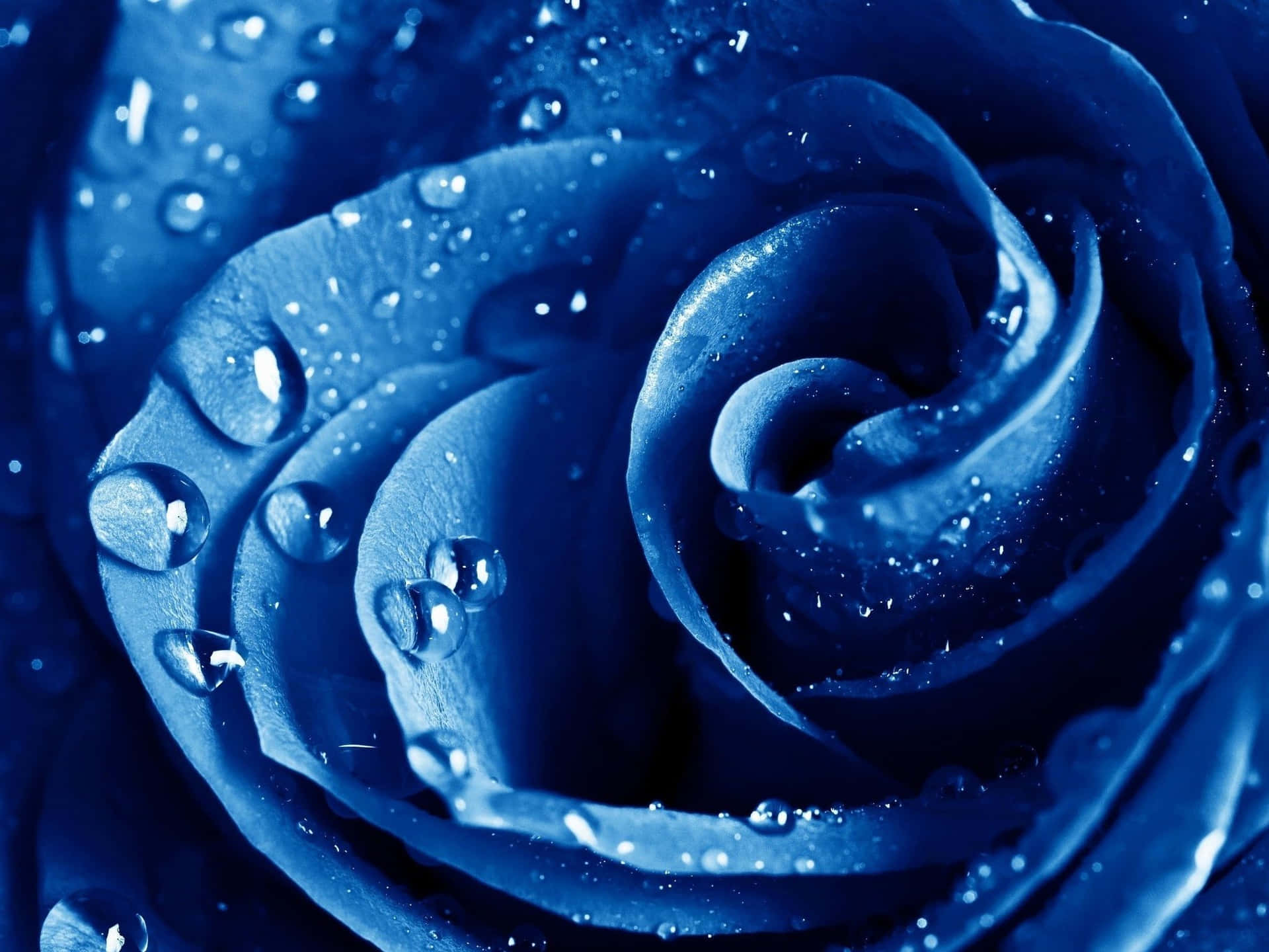 Dark Blue Rose Abstract 2048 X 1536 Background