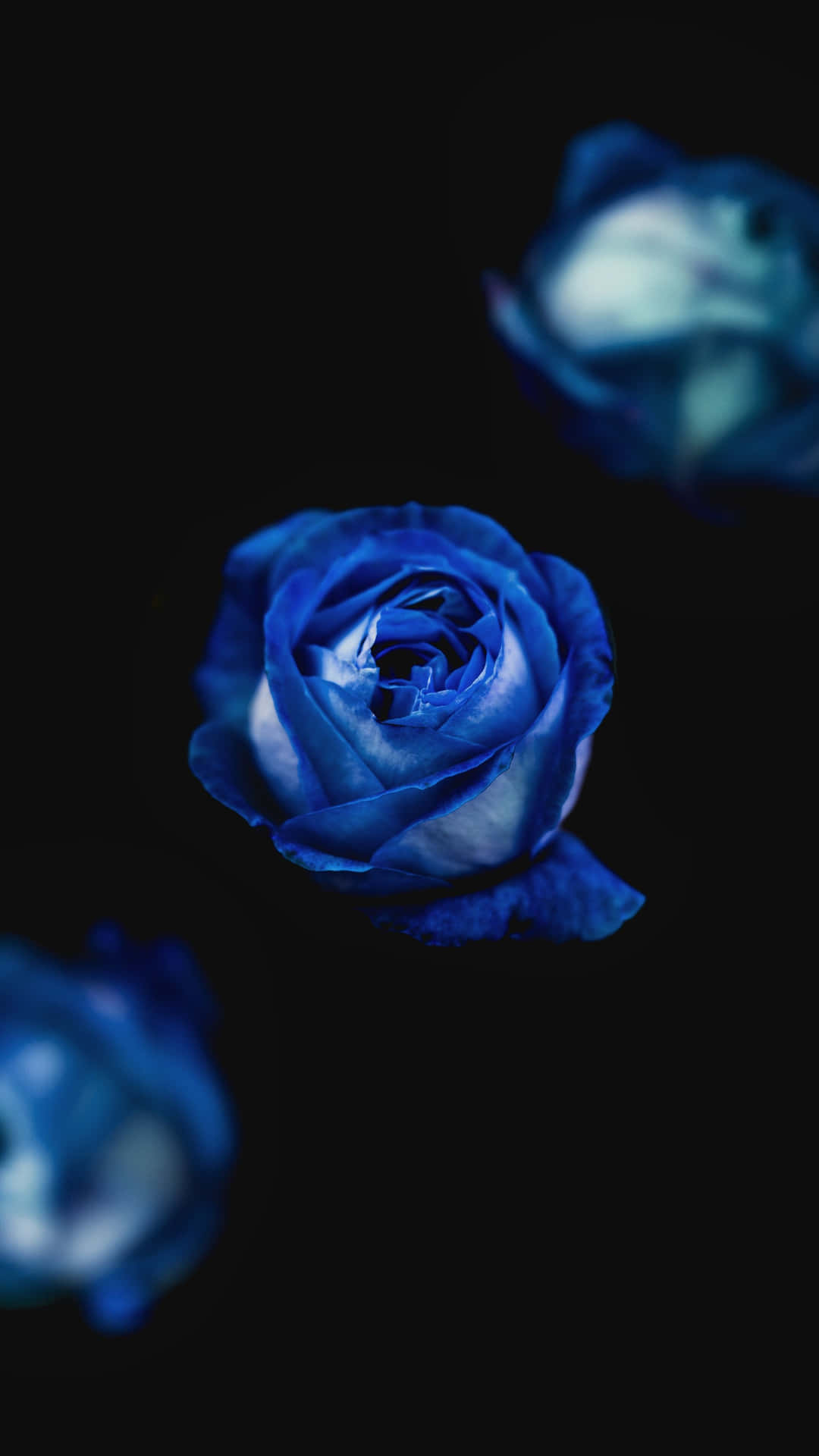 Dark Blue Rose Abstract 2180 X 3876 Background
