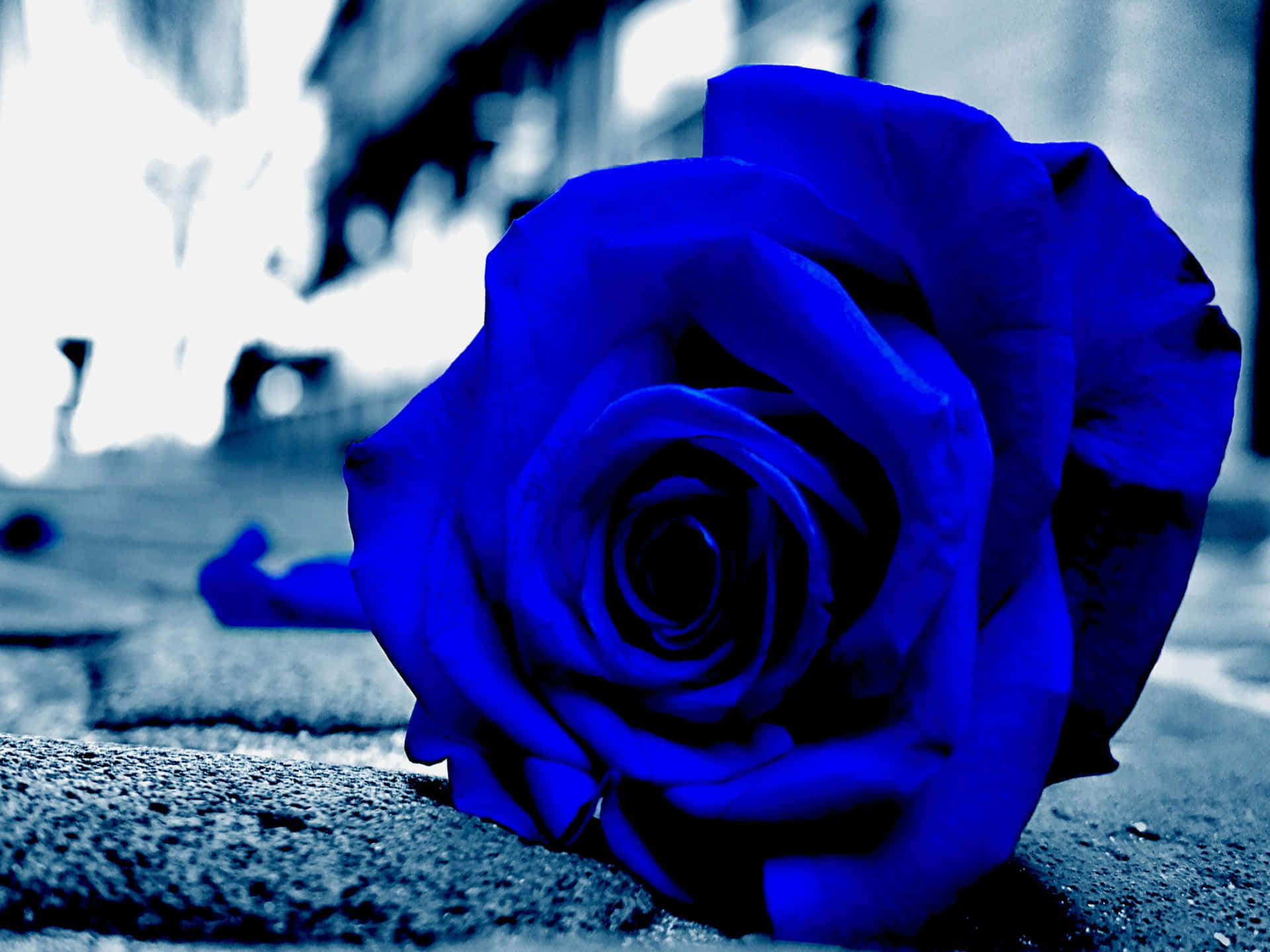 Dark Blue Rose Abstract 2560 X 1920 Background