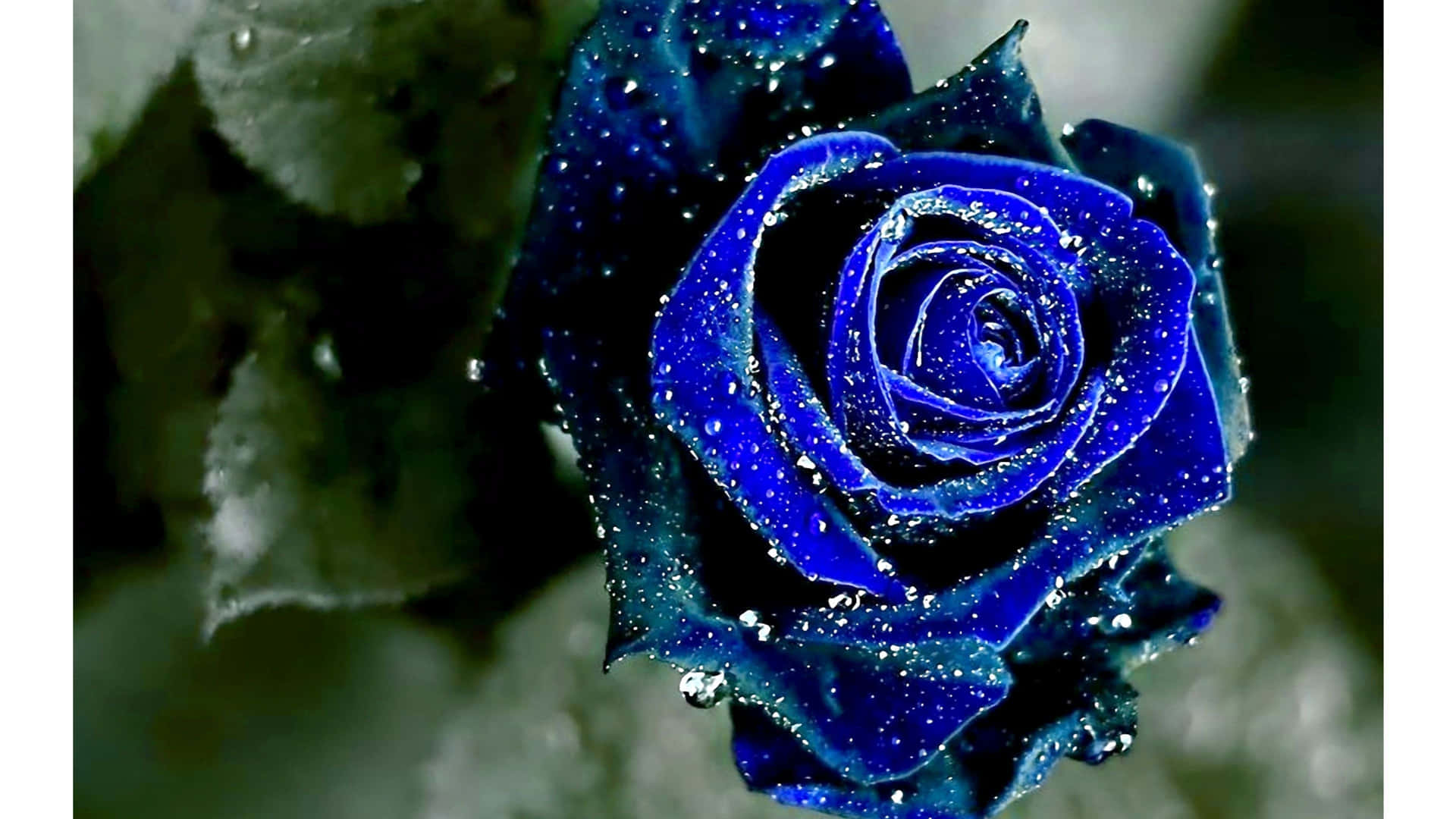 Dark Blue Rose Abstract 3840 X 2160 Background