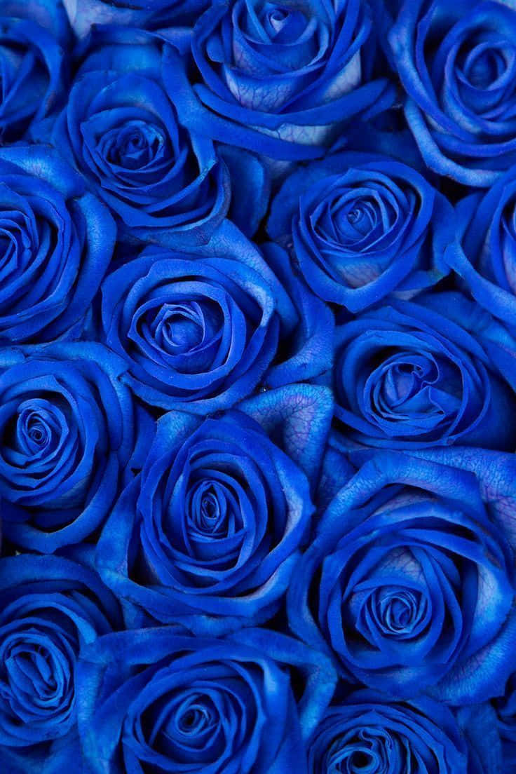 Dark Blue Rose Abstract 736 X 1104 Background