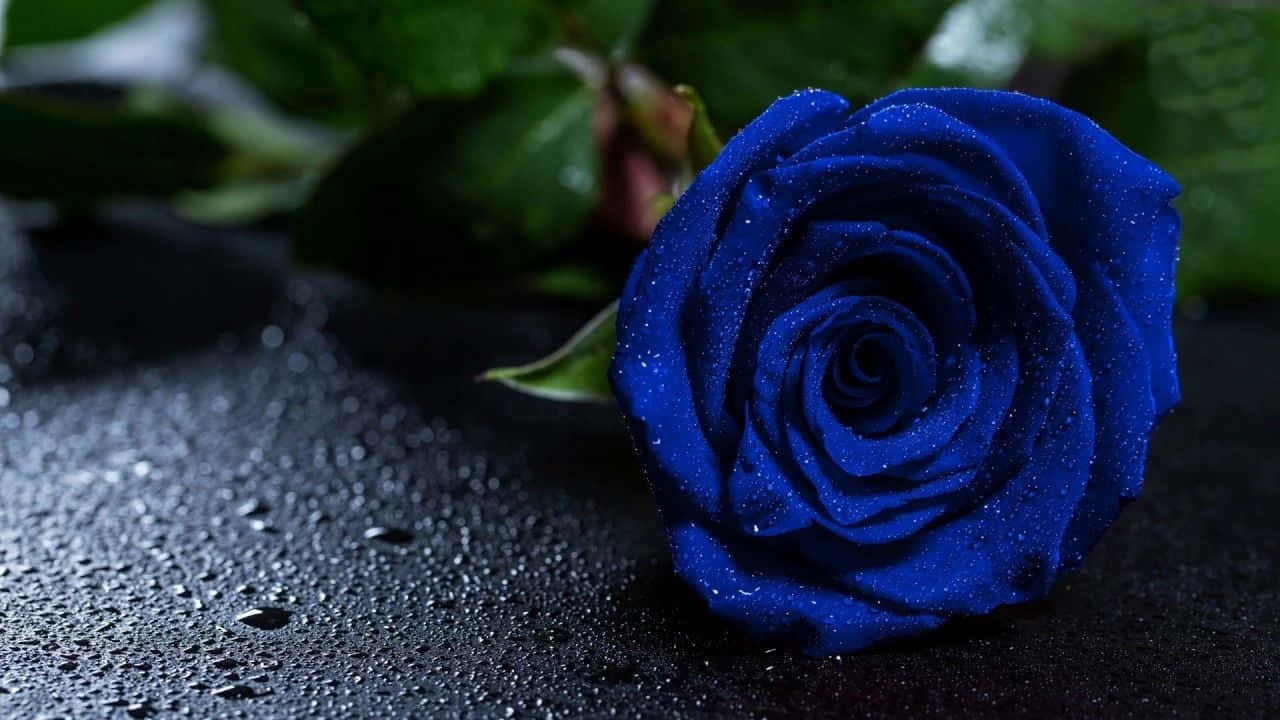 Dark Blue Rose Abstract Background