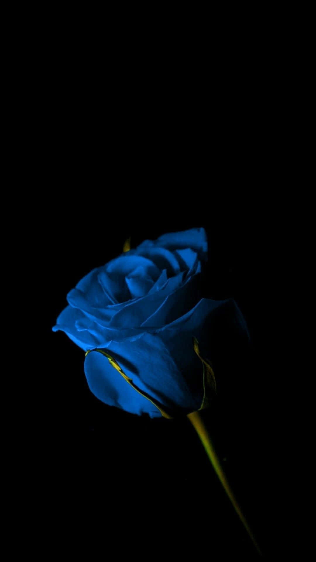 Dark Blue Rose Background