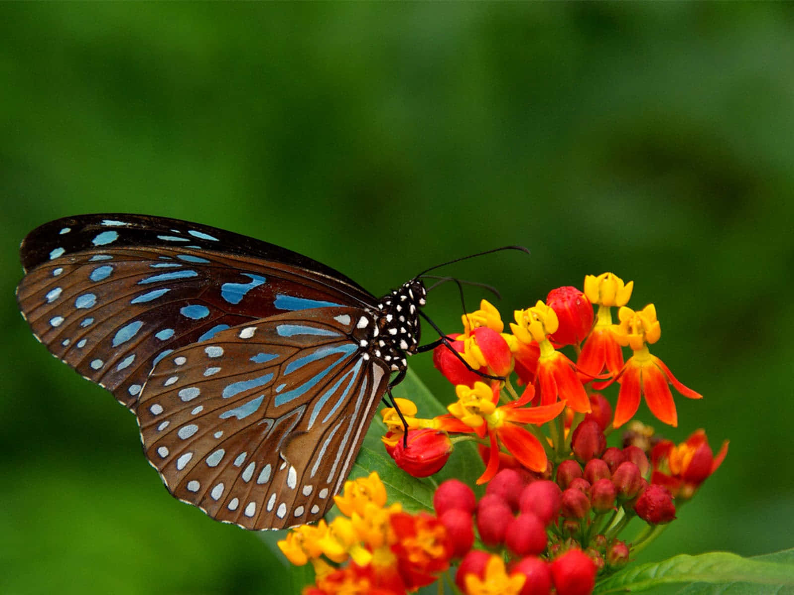 Dark Blue Tiger Butterfly Desktop Background