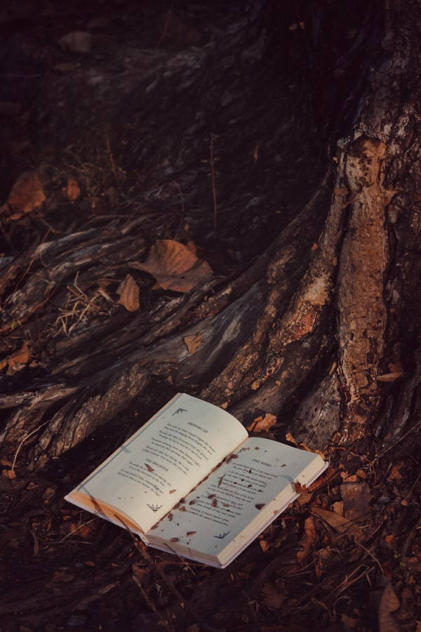 Dark Brown Aesthetic Book And Tree Background