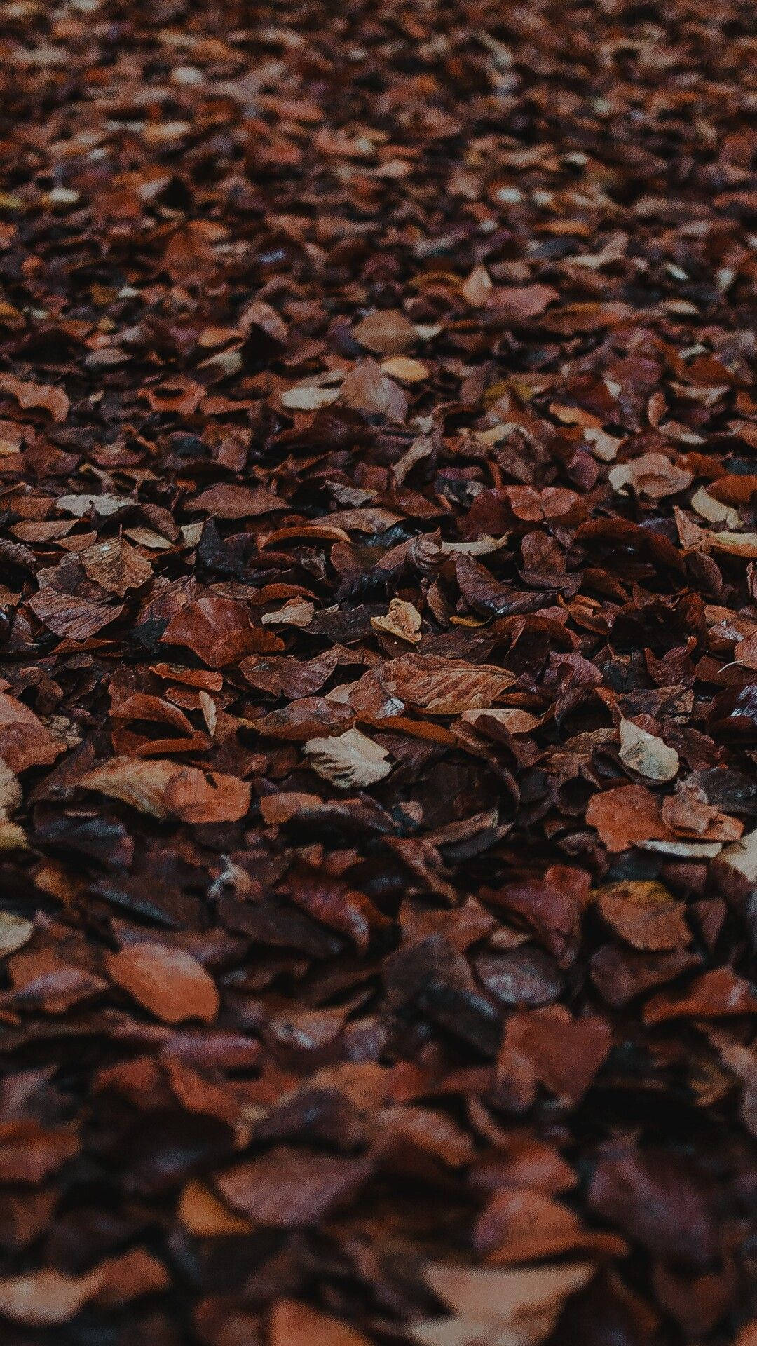 Dark Brown Aesthetic Fallen Leaves Background