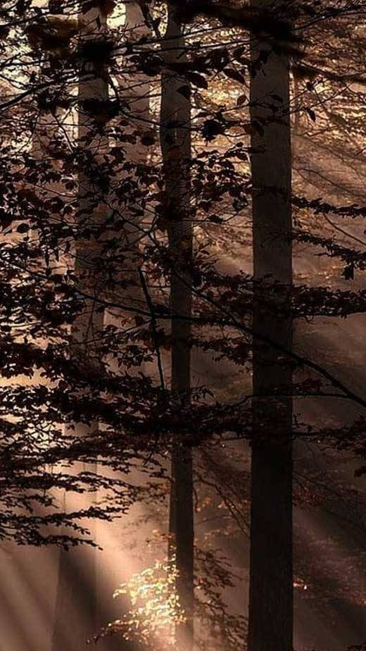 Dark Brown Aesthetic Forest Trees
