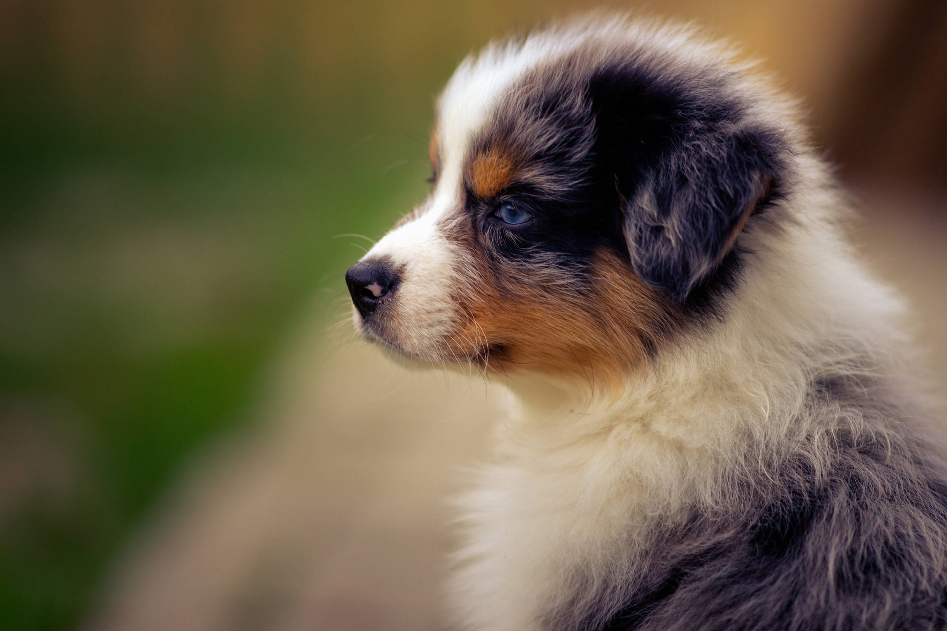 Dark Brown Australian Shepherd Cute Puppy Background