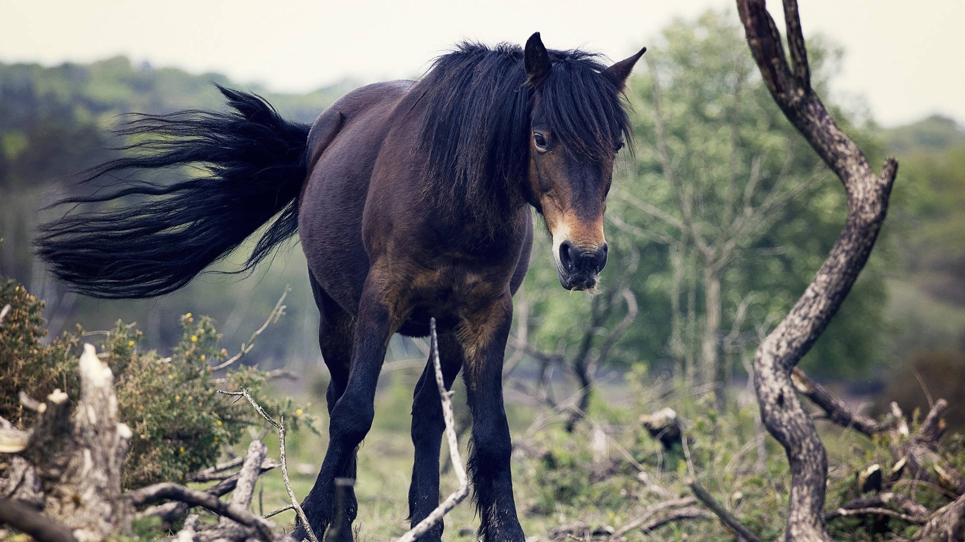 Dark Brown Dartmoor Pony Foal