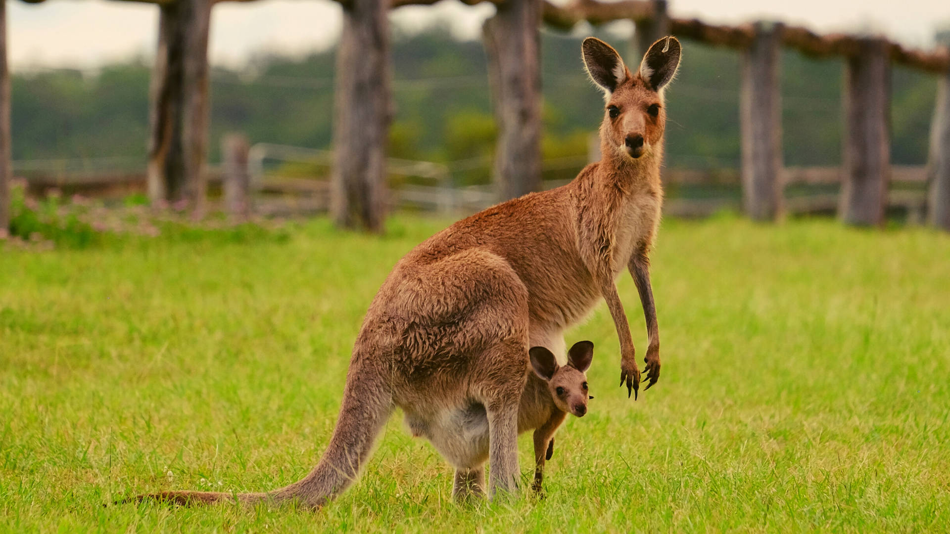 Dark Brown Kangaroo Background