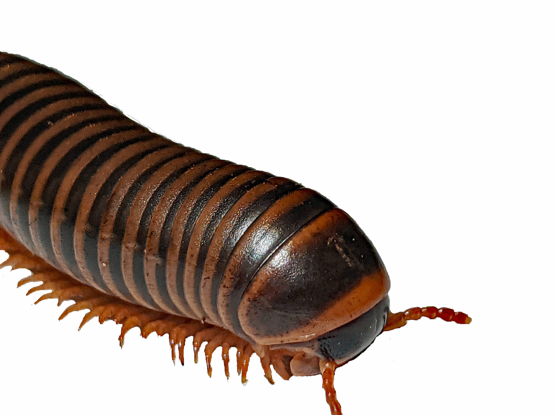 Dark Brown Millipede Background