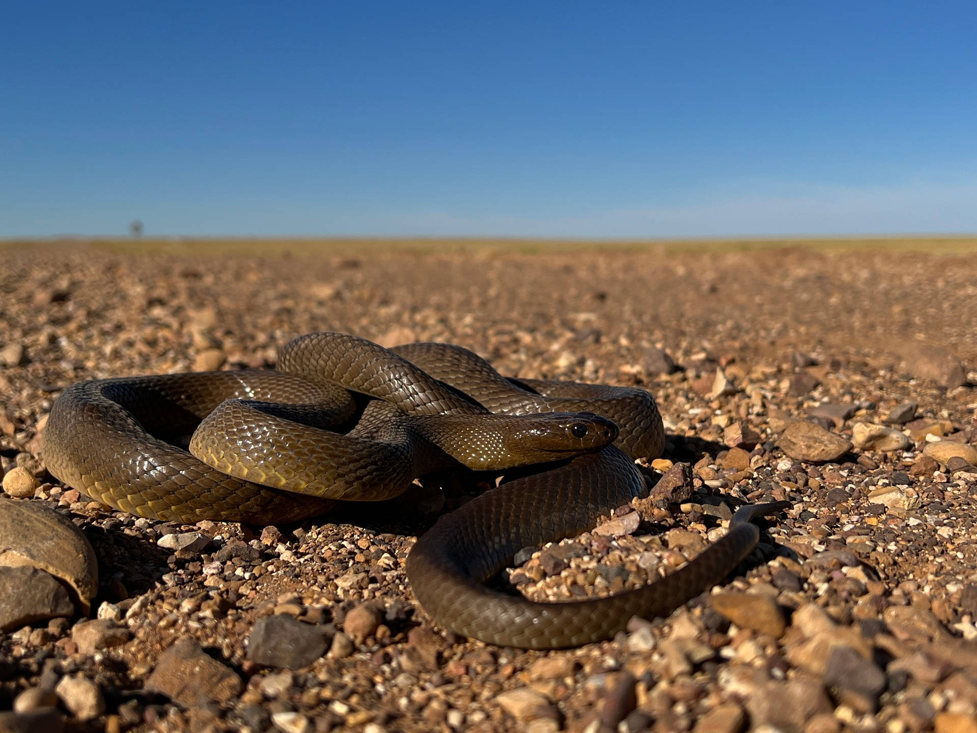 Dark Brown Taipan Reptile