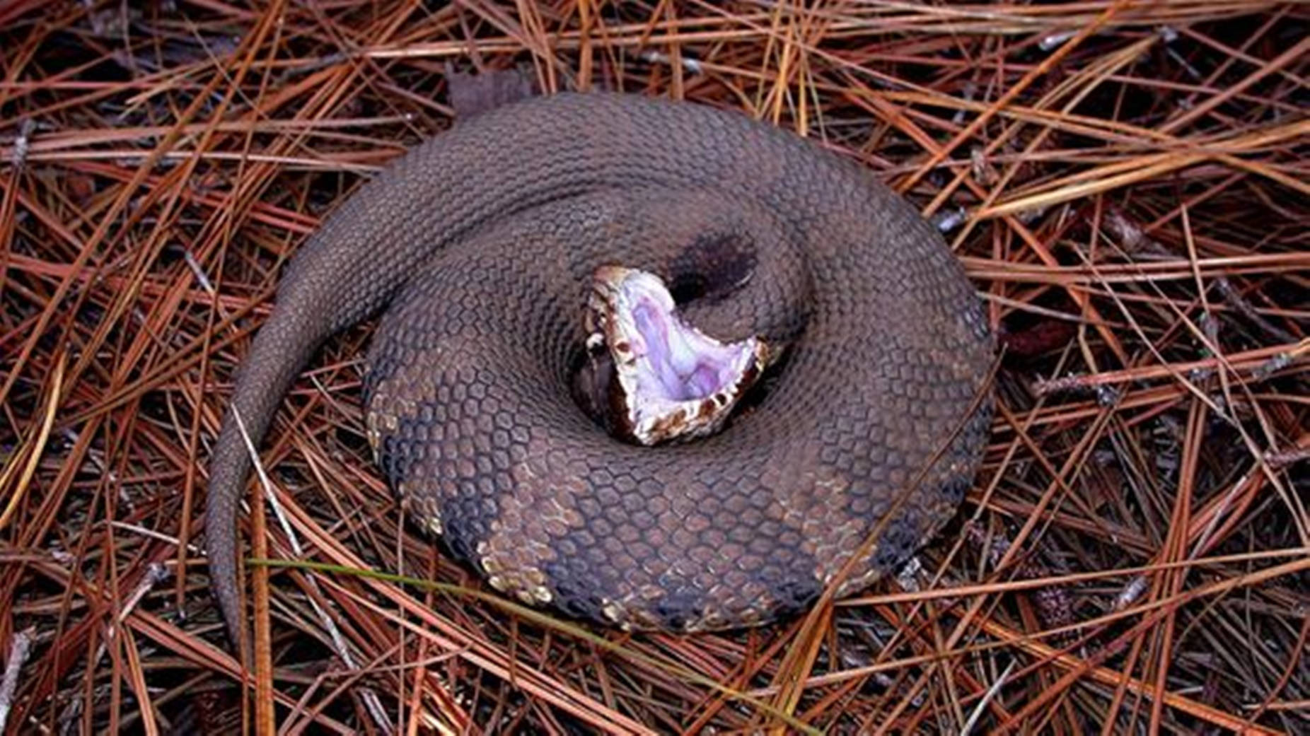 Dark Brown Water Moccasin With Sharp Teeth Background