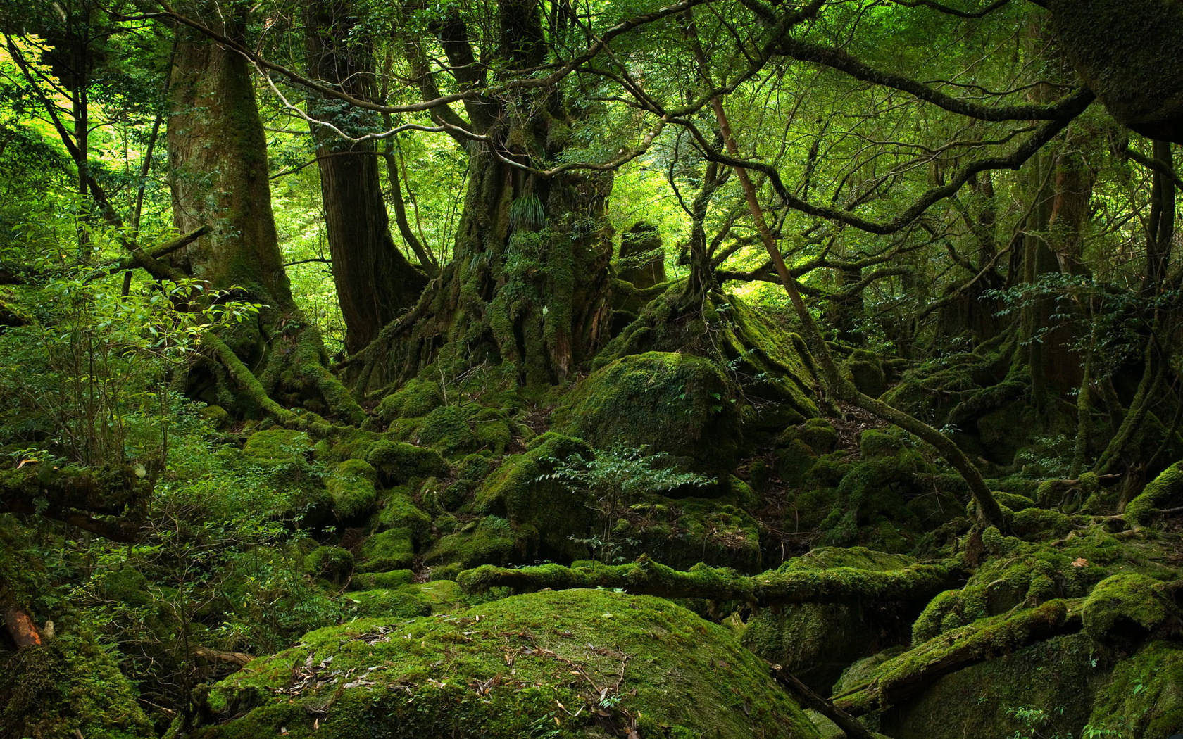 Dark But Lush Forest Background