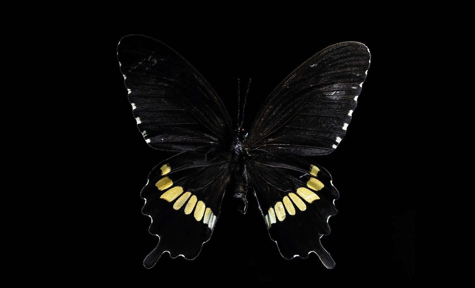 Dark Butterfly Mystery Background