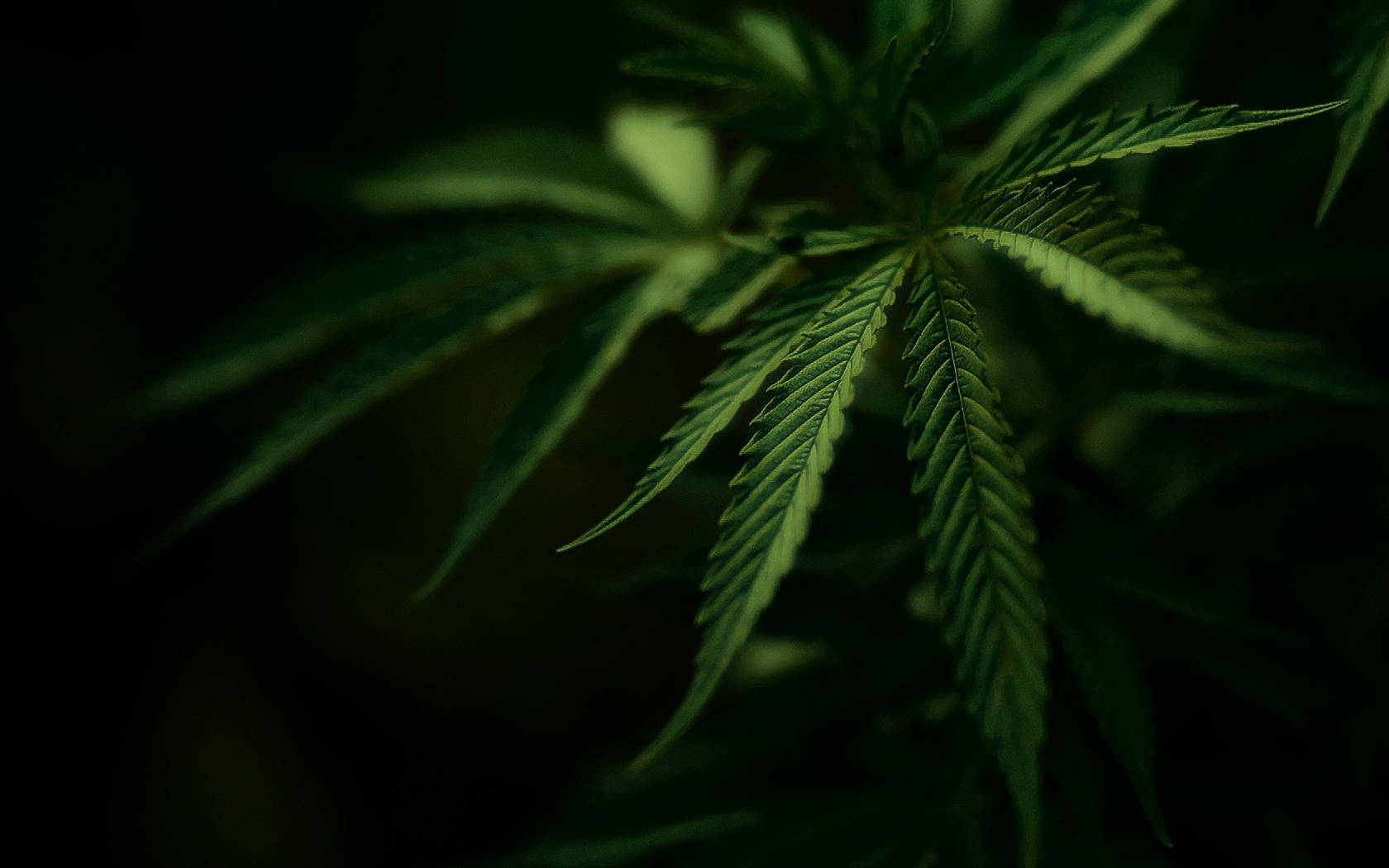 Dark Cannabis Aesthetic Background
